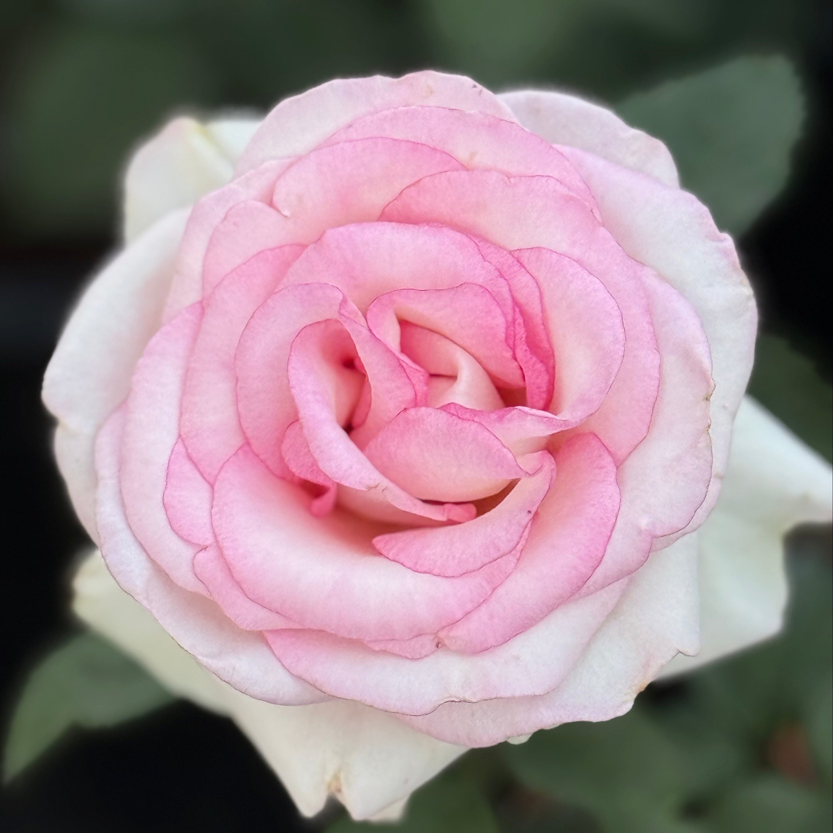 Moonstone® Potted Rose Bush