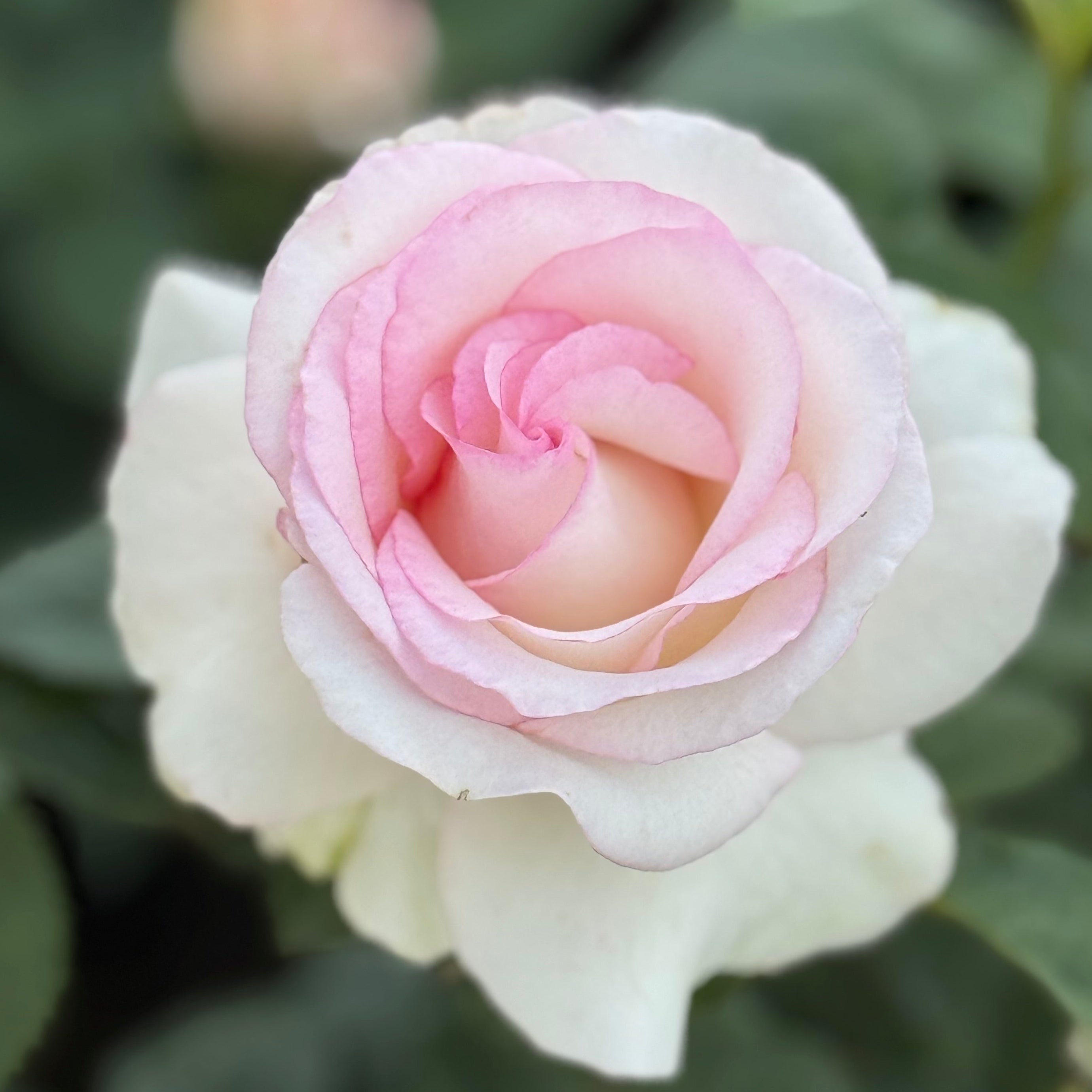 Moonstone® Potted Rose Bush