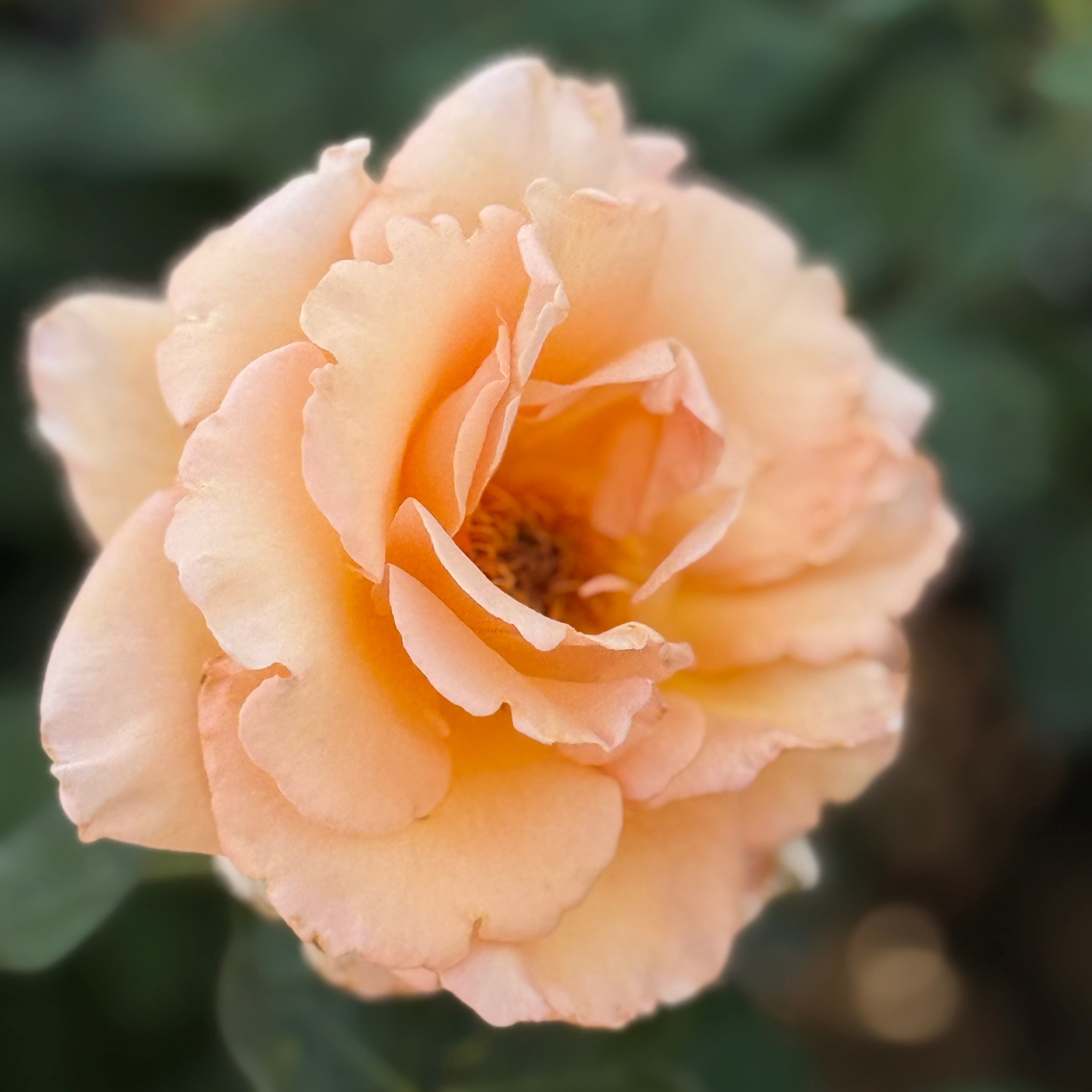 Over the Moon™ Bare Root Tree Rose