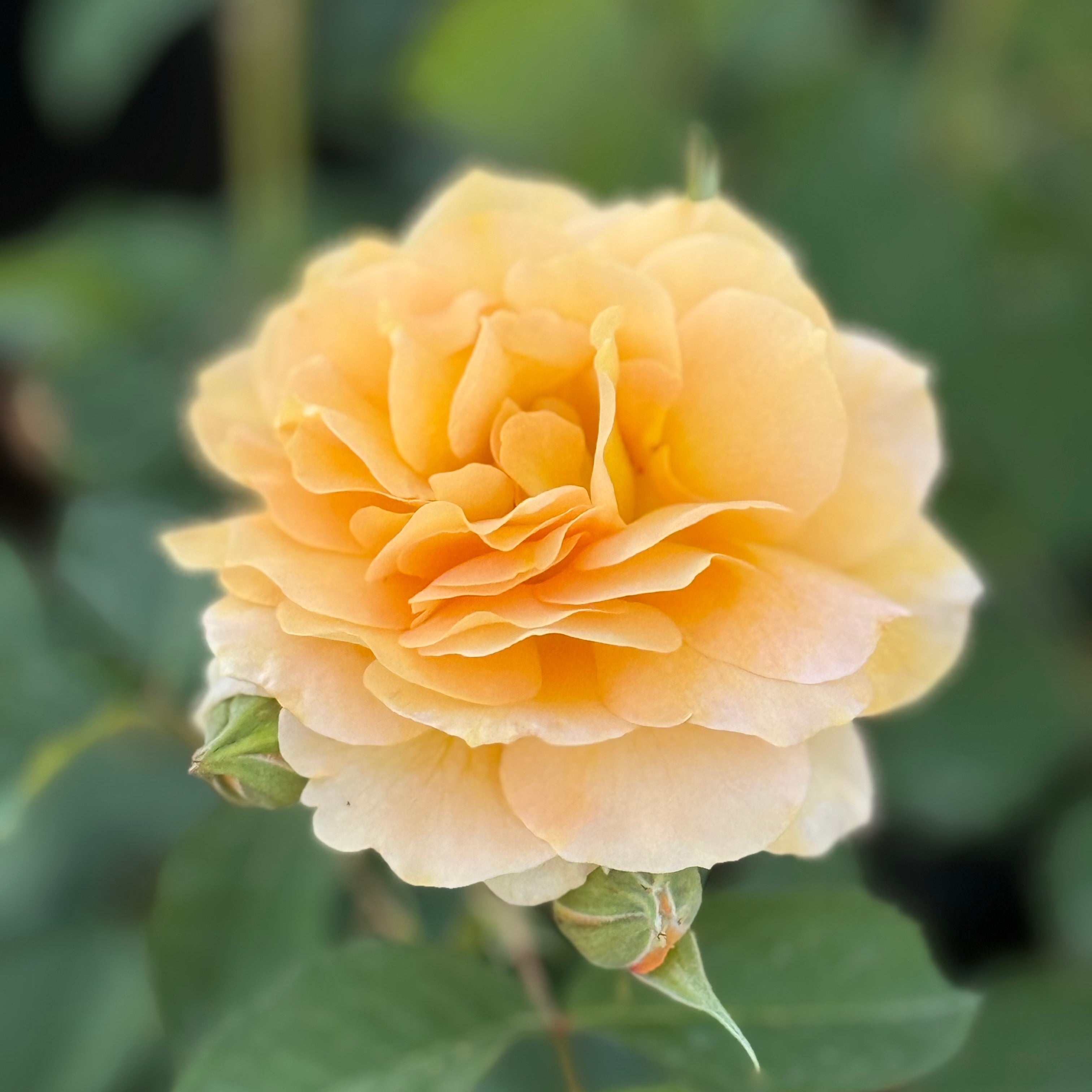Honey Perfume Potted Rose Bush