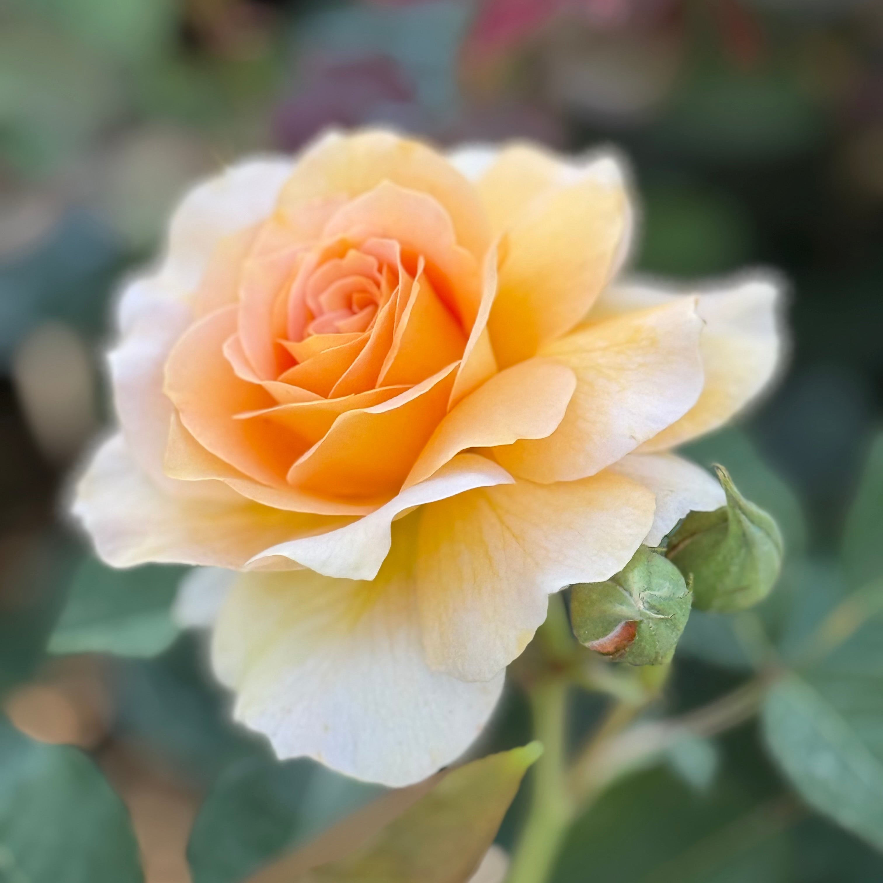 Honey Perfume Potted Rose Bush