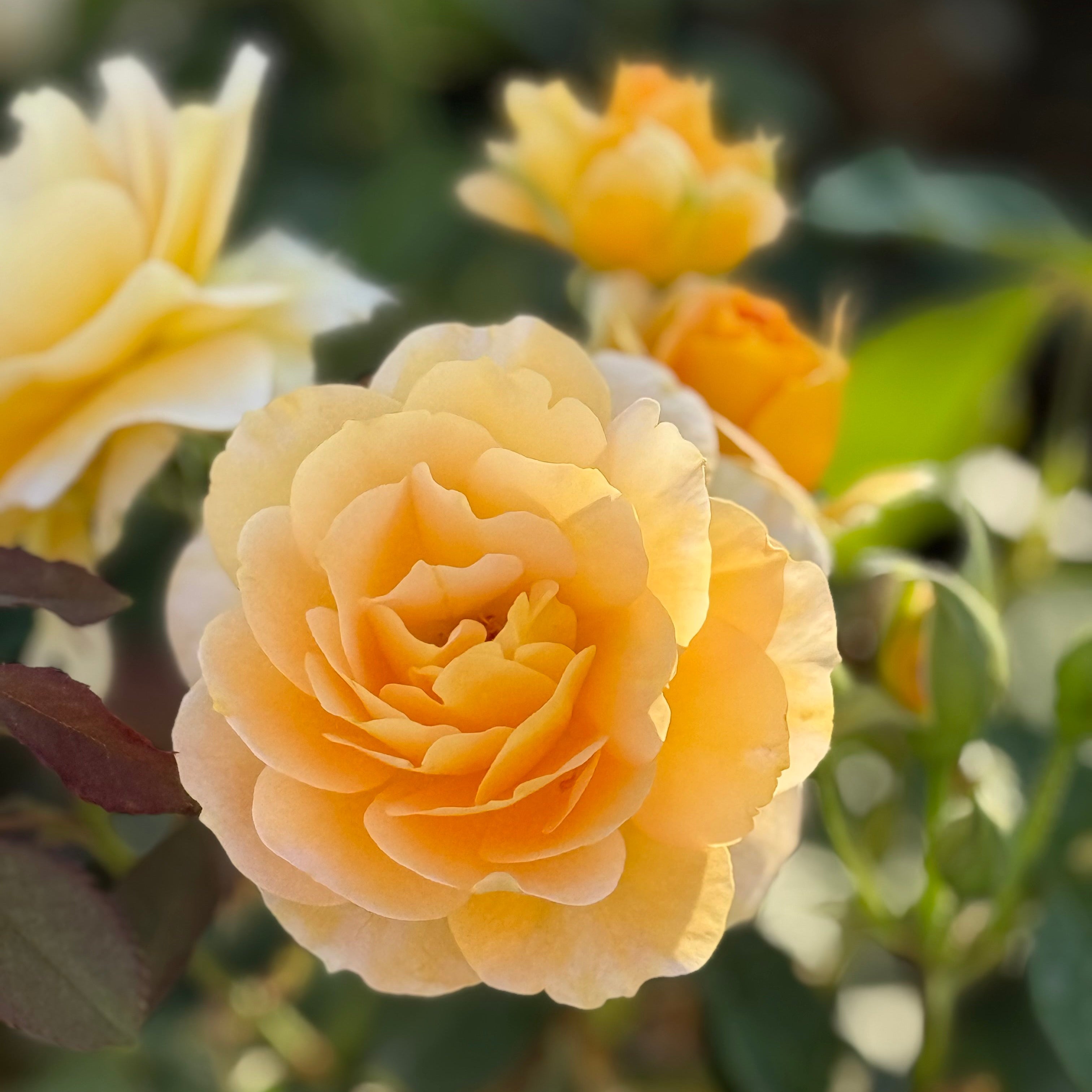 Honey Perfume Potted Rose Bush