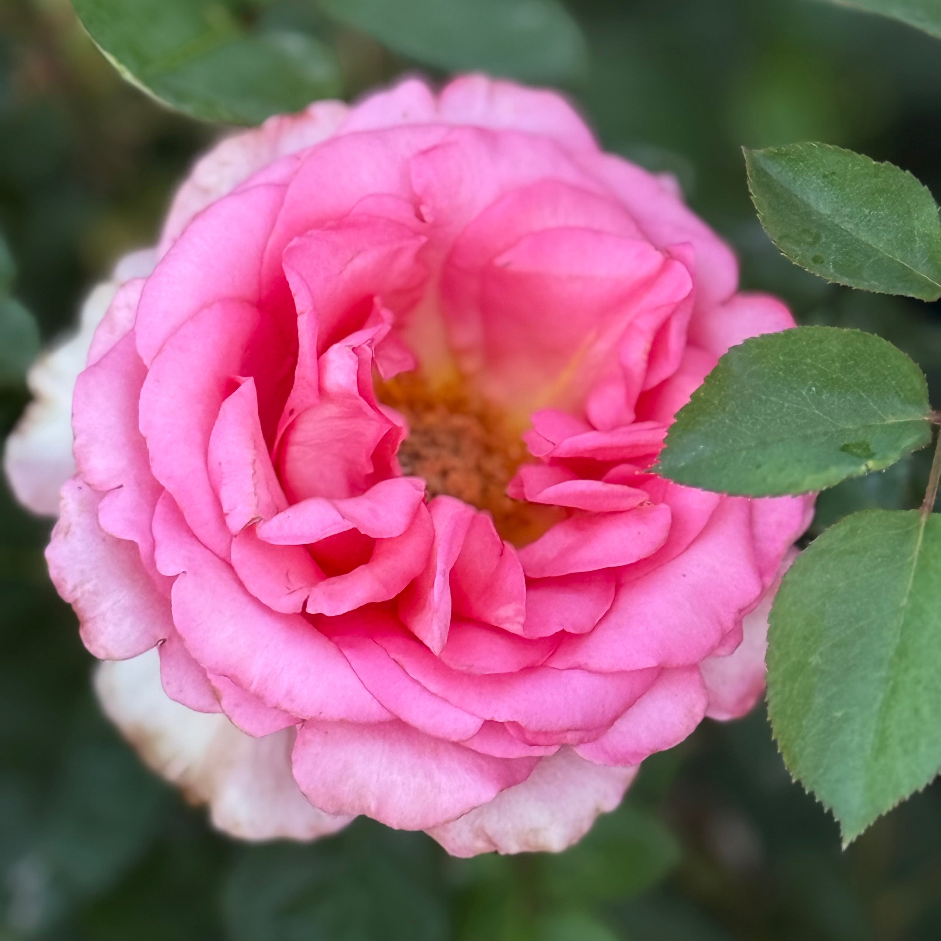 Lois Wilson Potted Rose Bush
