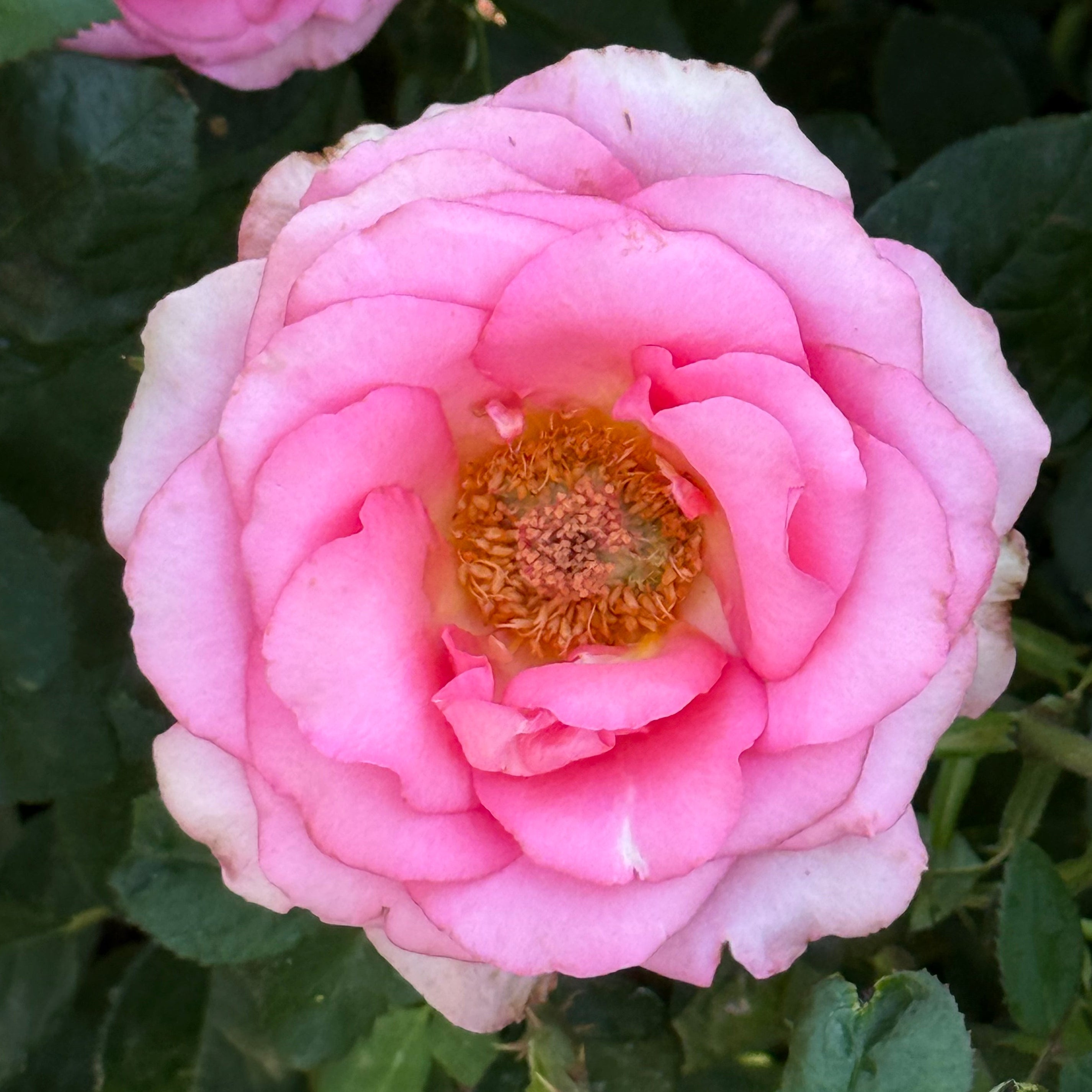 Lois Wilson Potted Rose Bush
