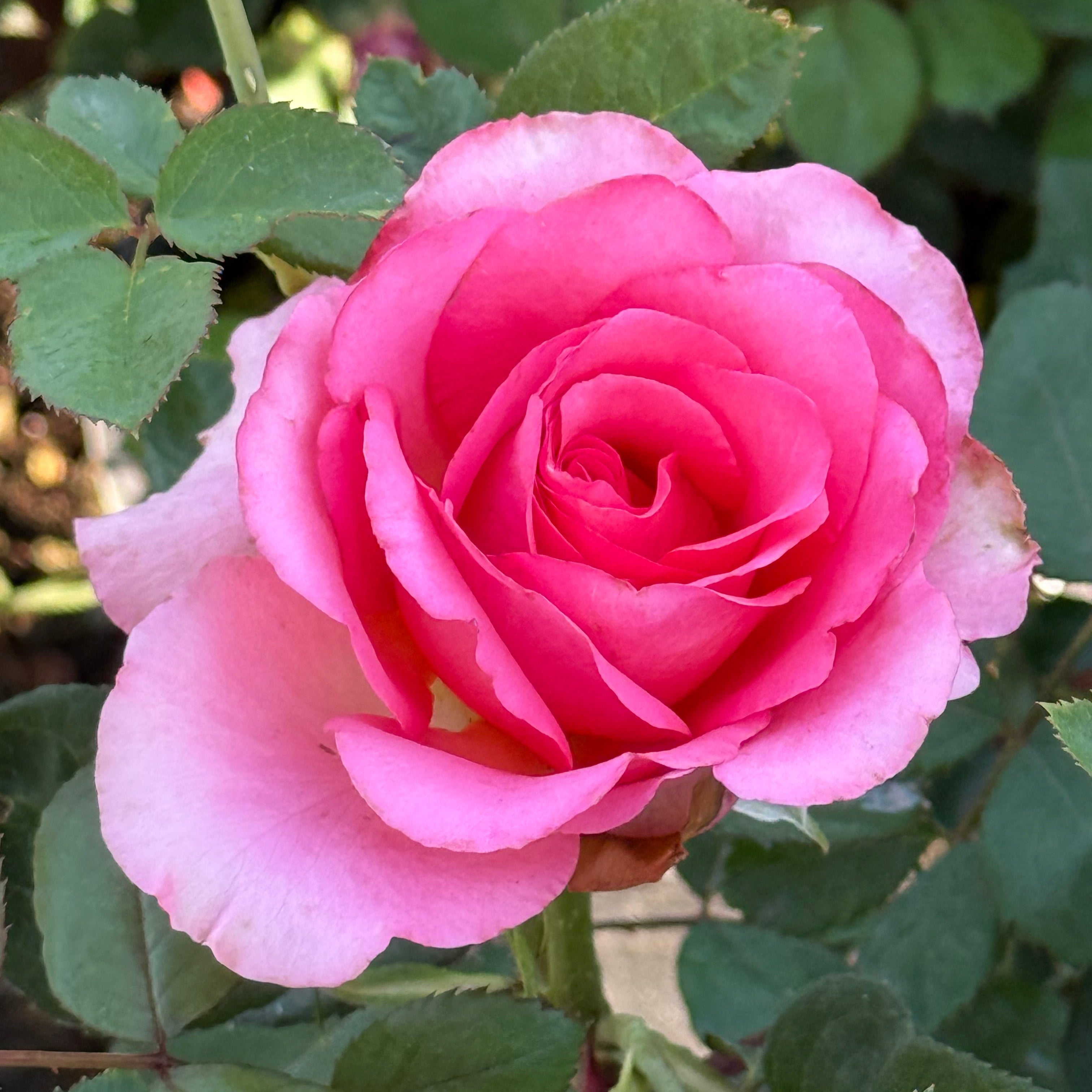 Lois Wilson Potted Rose Bush
