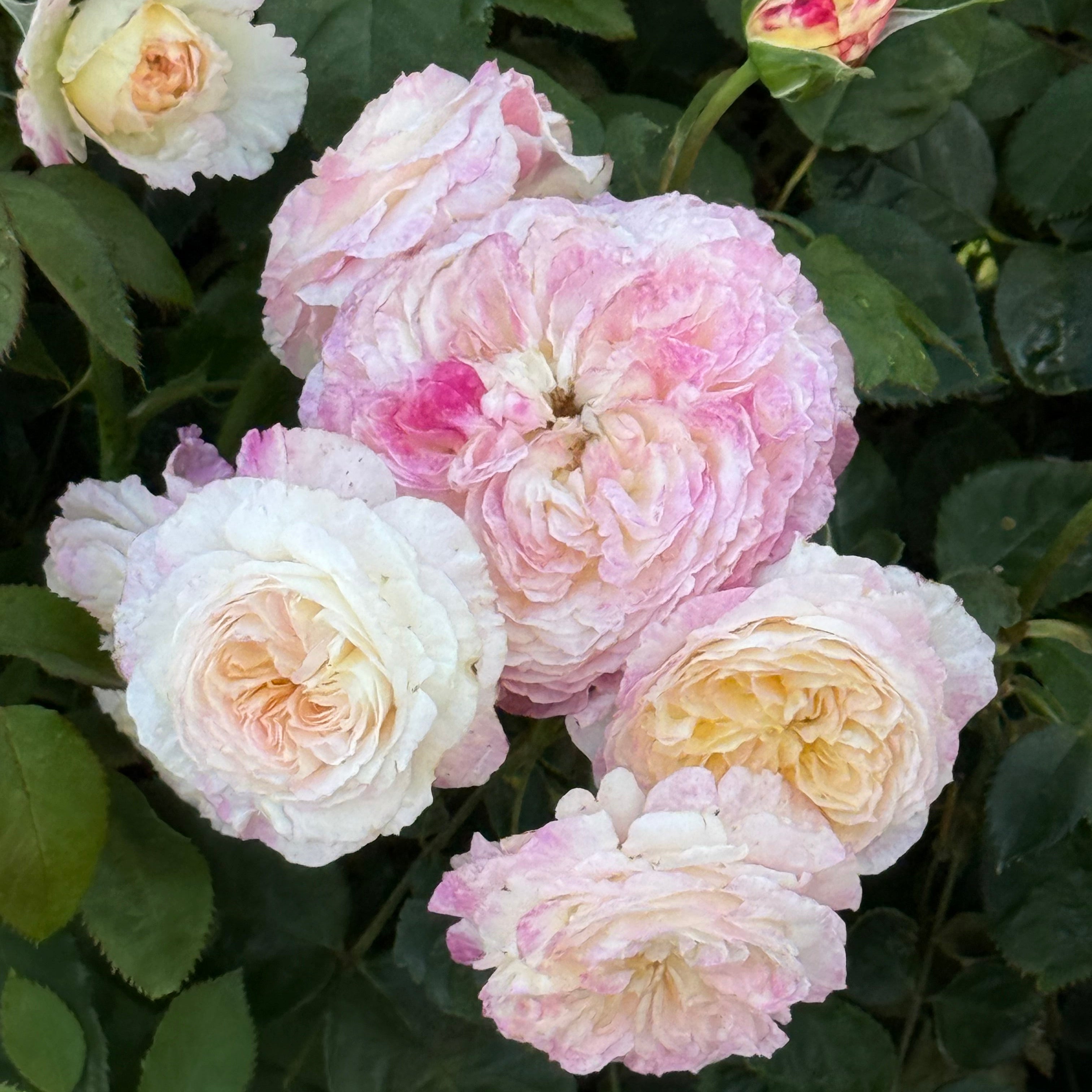 Living the Dream™ Potted Rose Bush