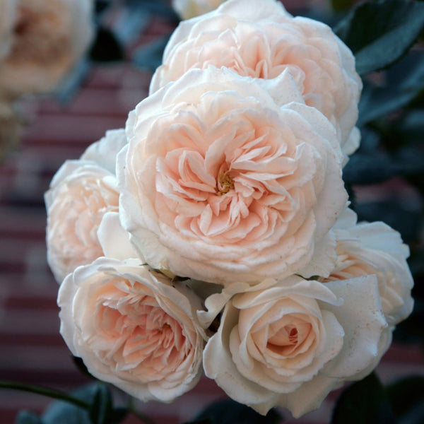 Arborose® Honeymoon™ - Climber Rose Bush