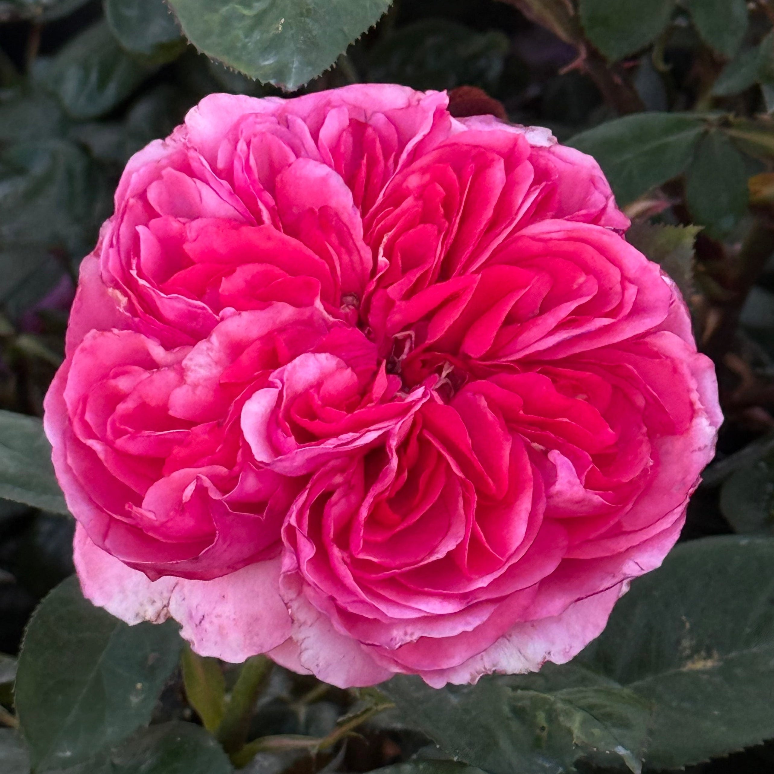 Loves Me, Loves Me Not™  Bare Root Rose Bush