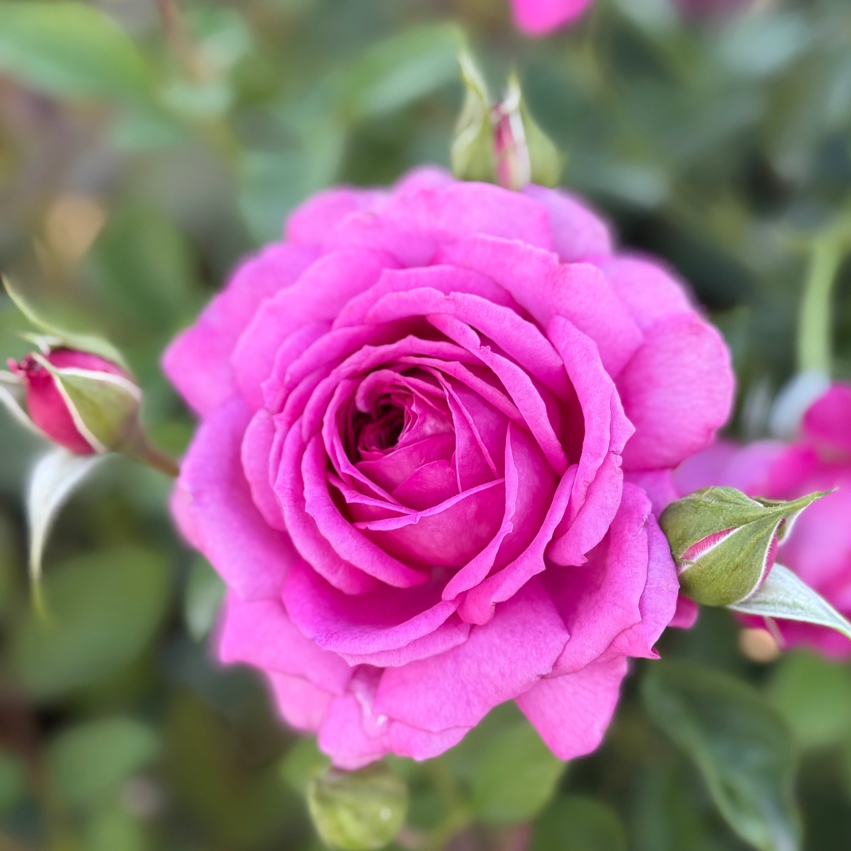 Light Years Away Potted Rose Bush