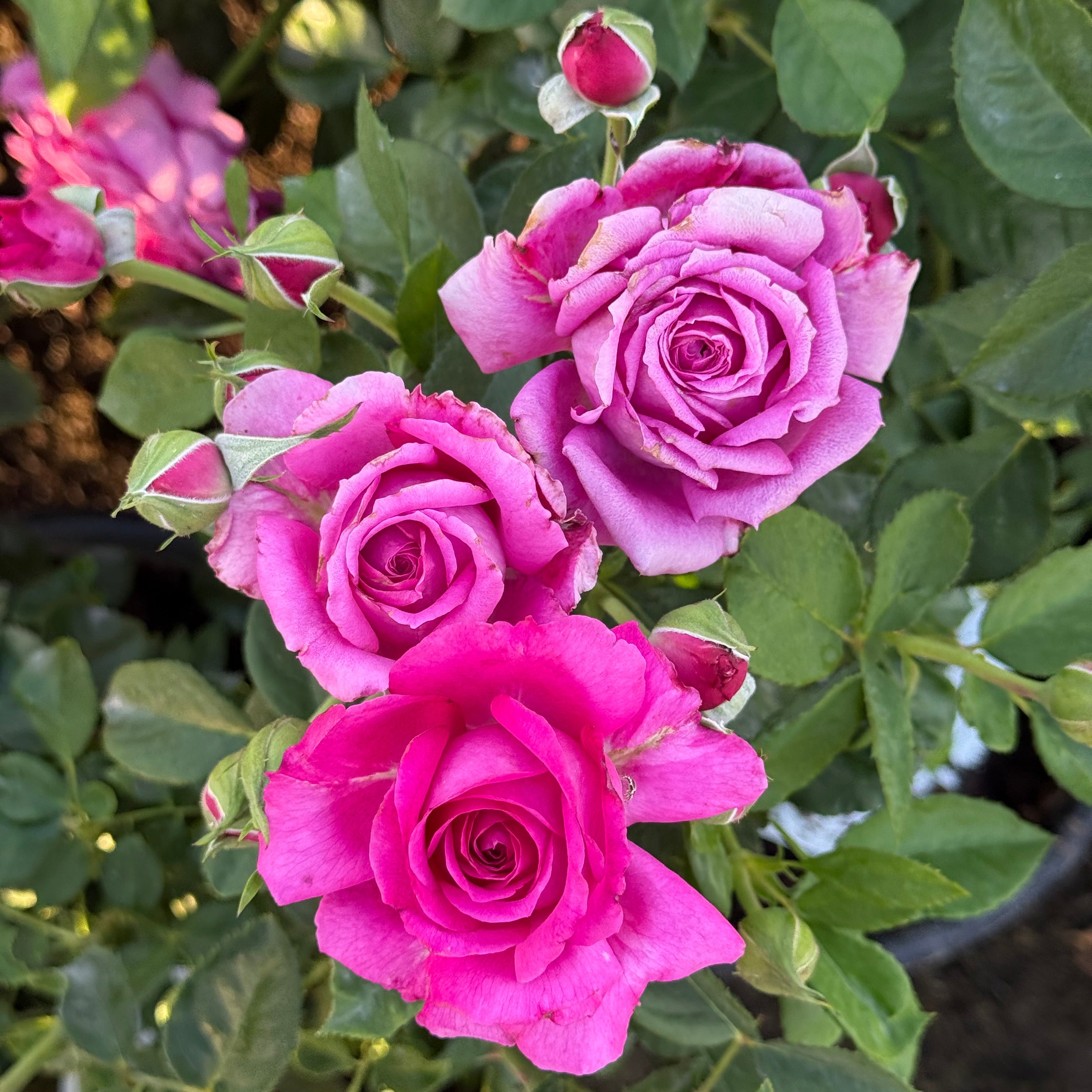 Light Years Away Potted Rose Bush