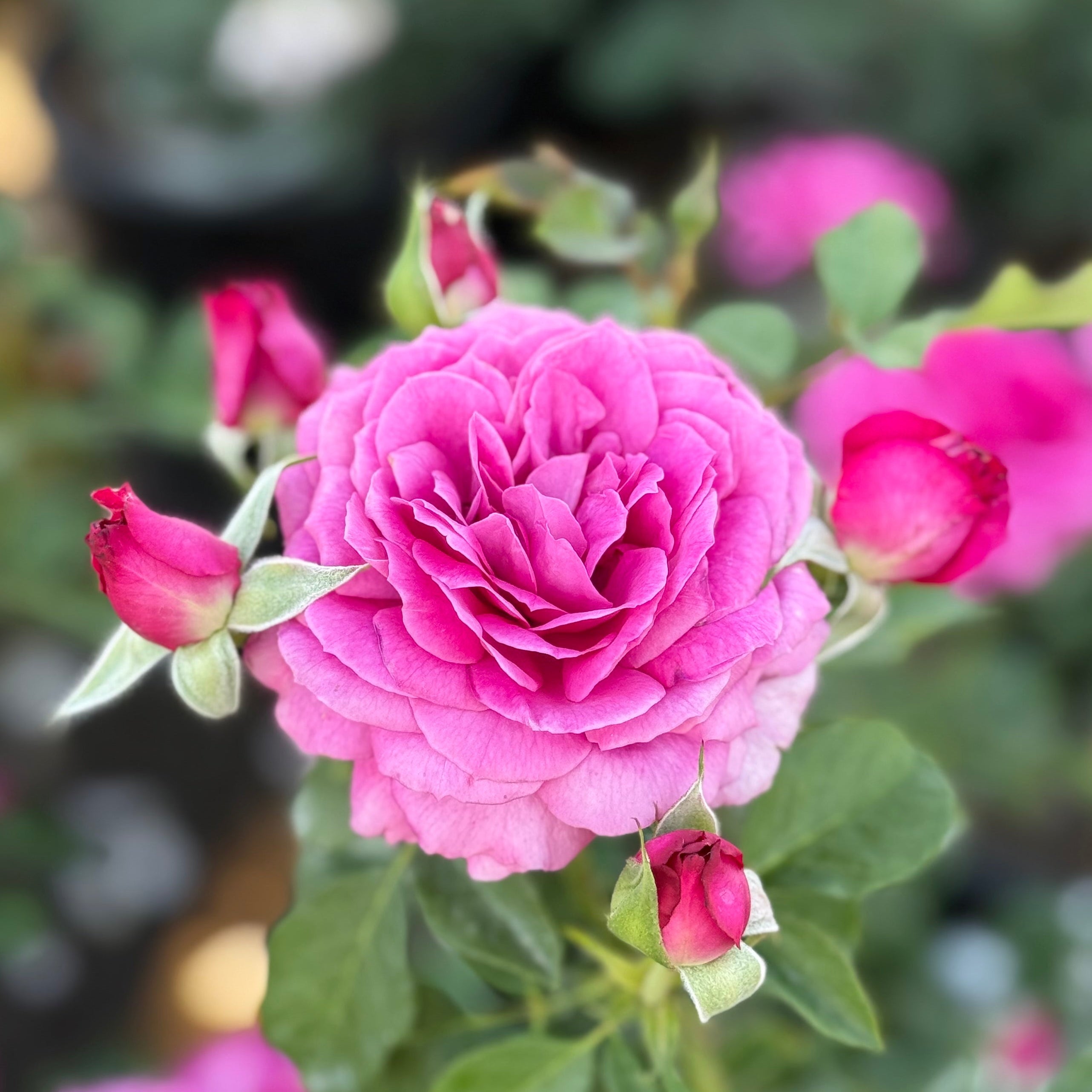 Light Years Away Potted Rose Bush