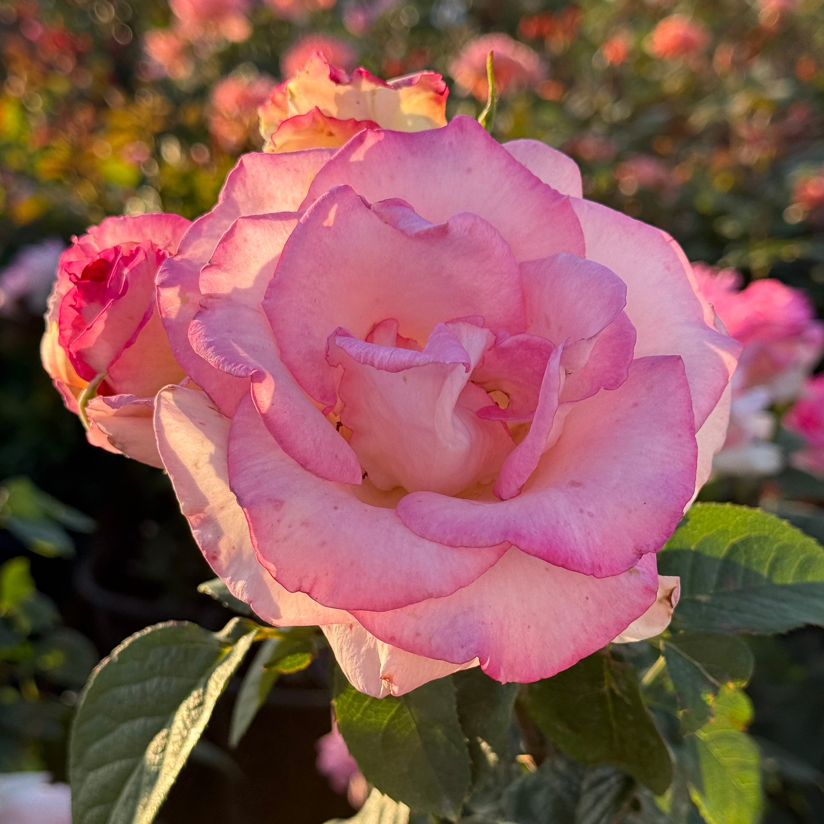 Angelic Veil™ Potted Rose Bush