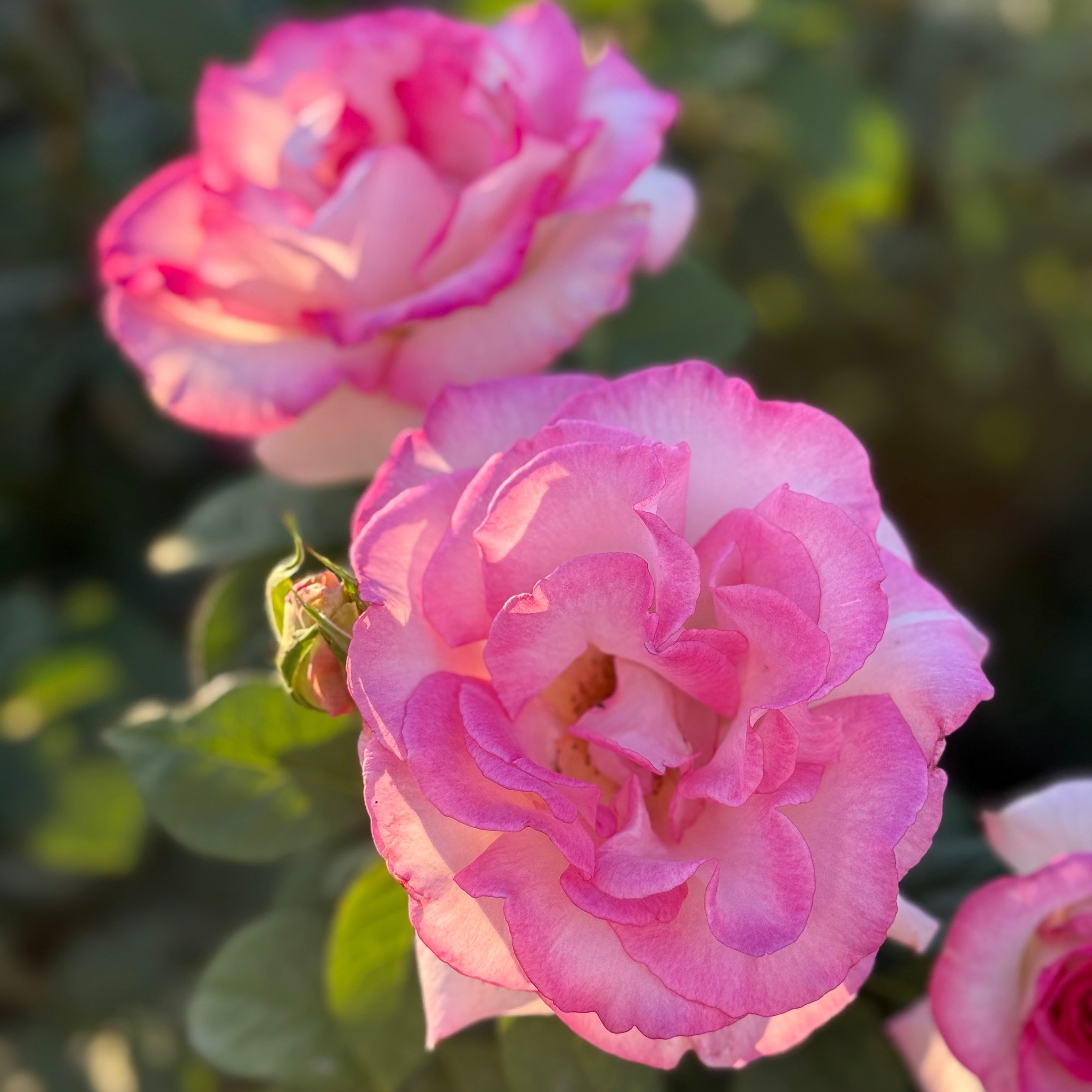 Angelic Veil™ Potted Rose Bush