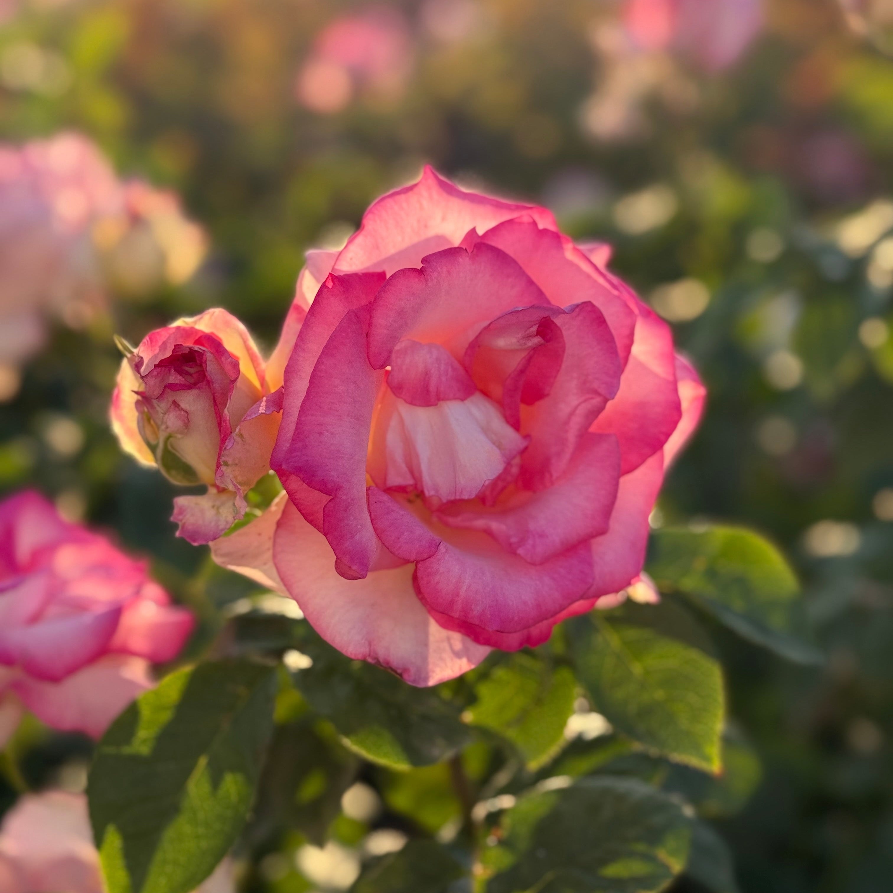 Angelic Veil™ Potted Rose Bush