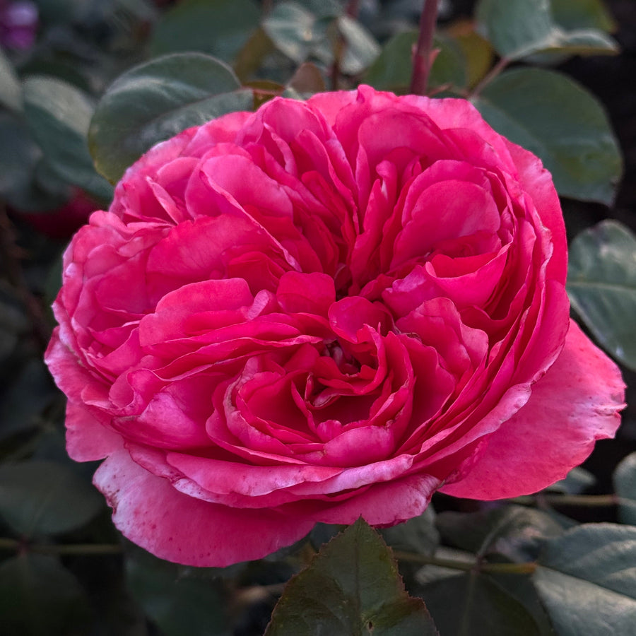 Loves Me, Loves Me Not™ Potted Rose Bush