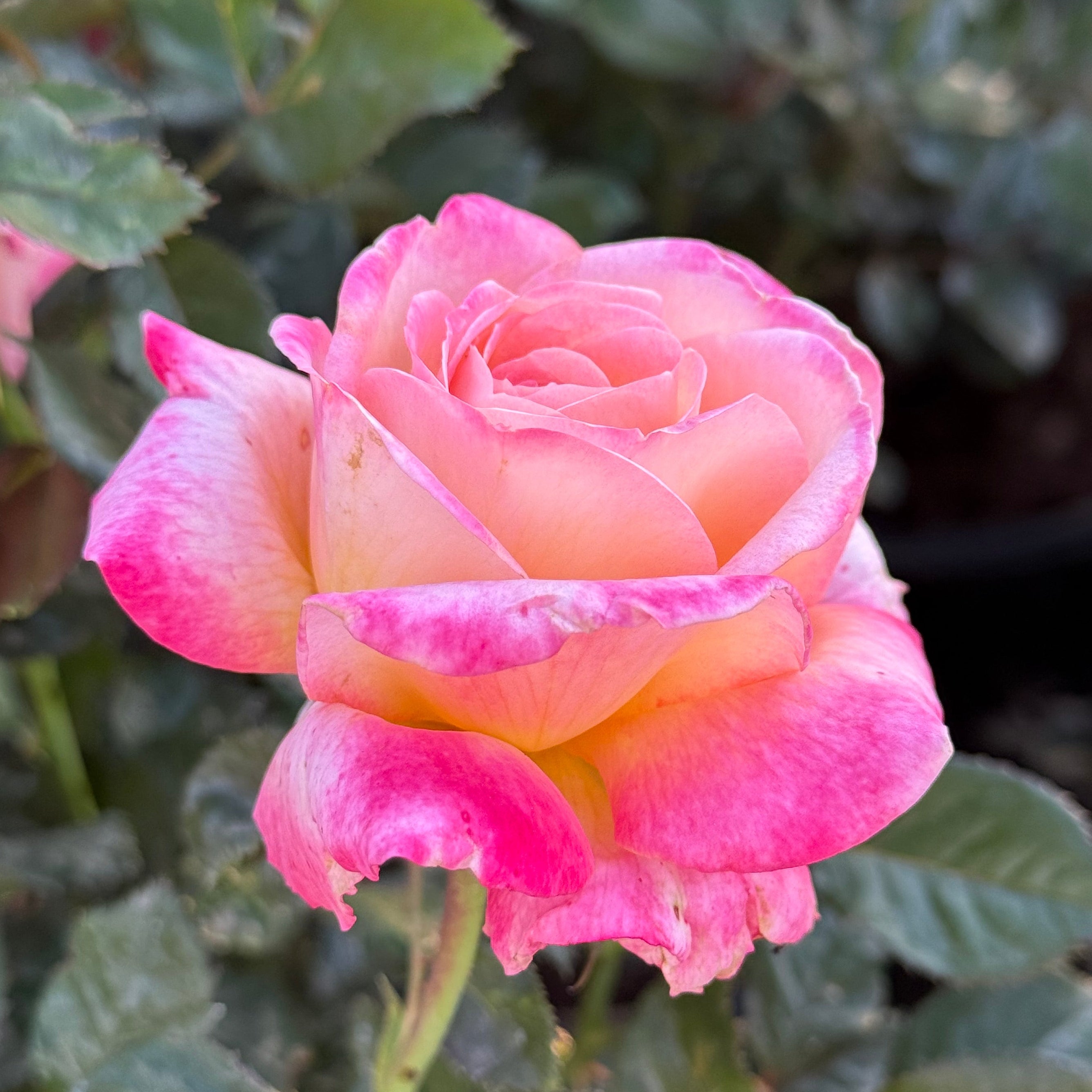 Enchanted Peace™ Potted Rose Bush