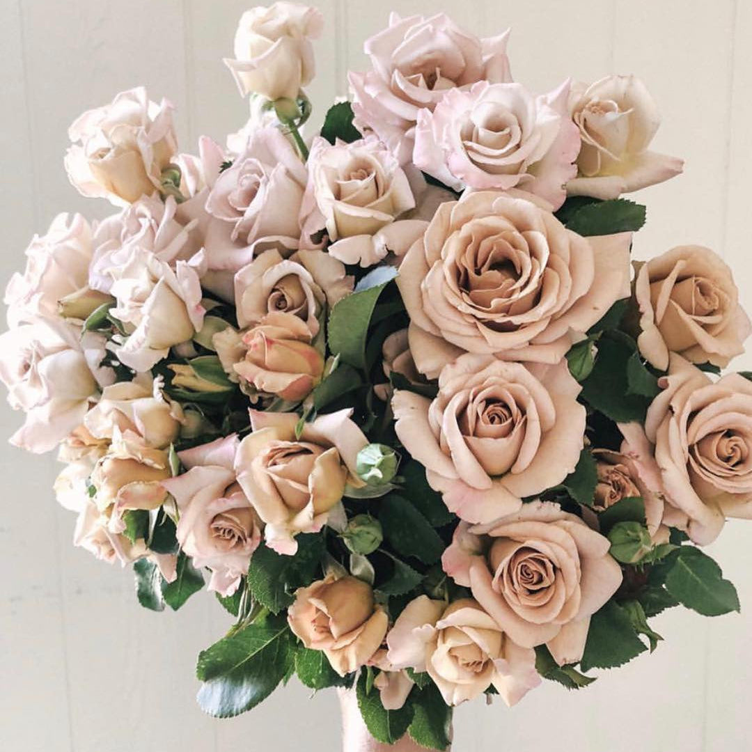 Stephen Rulo Potted Rose Bush
