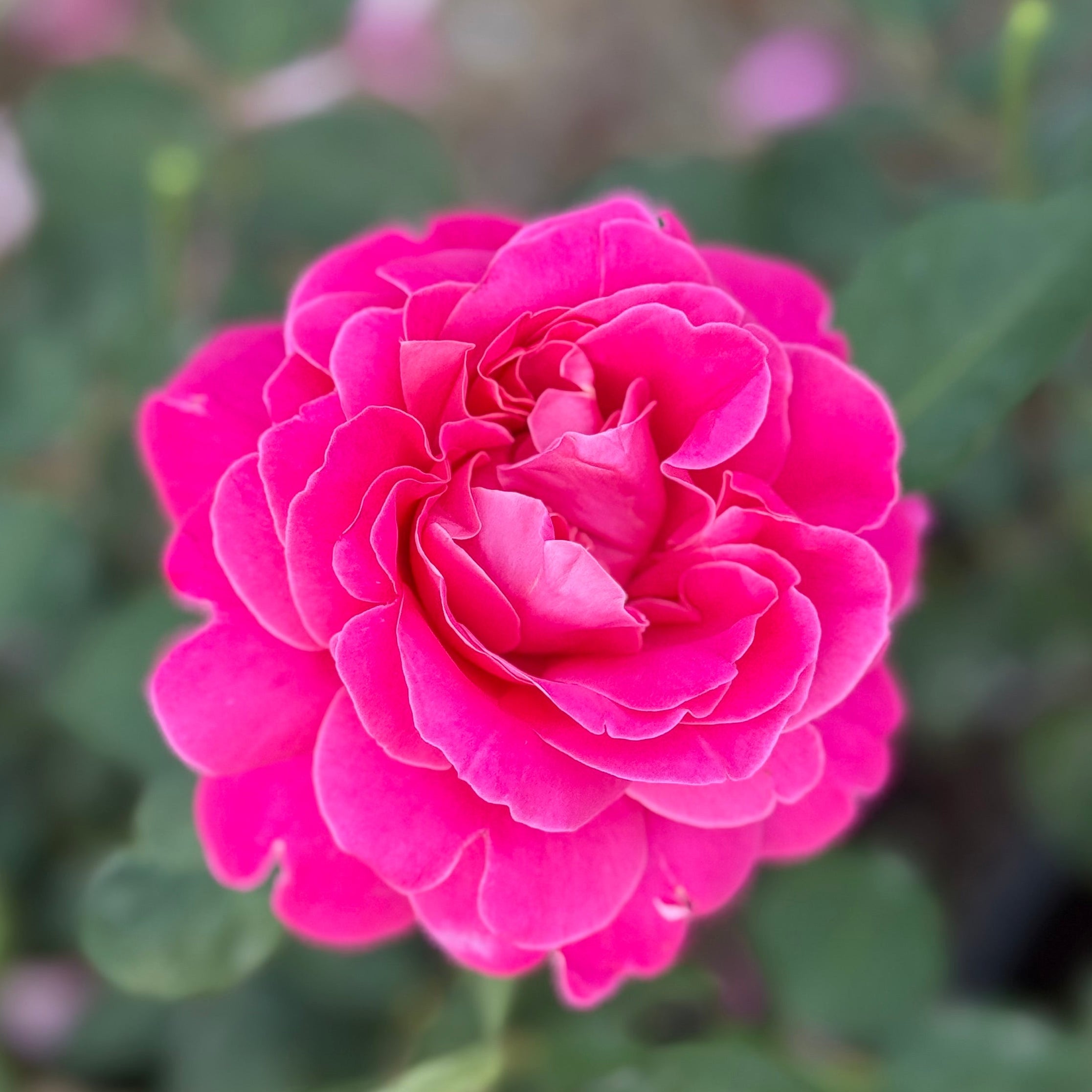 Pink Peace™ Potted Rose Bush