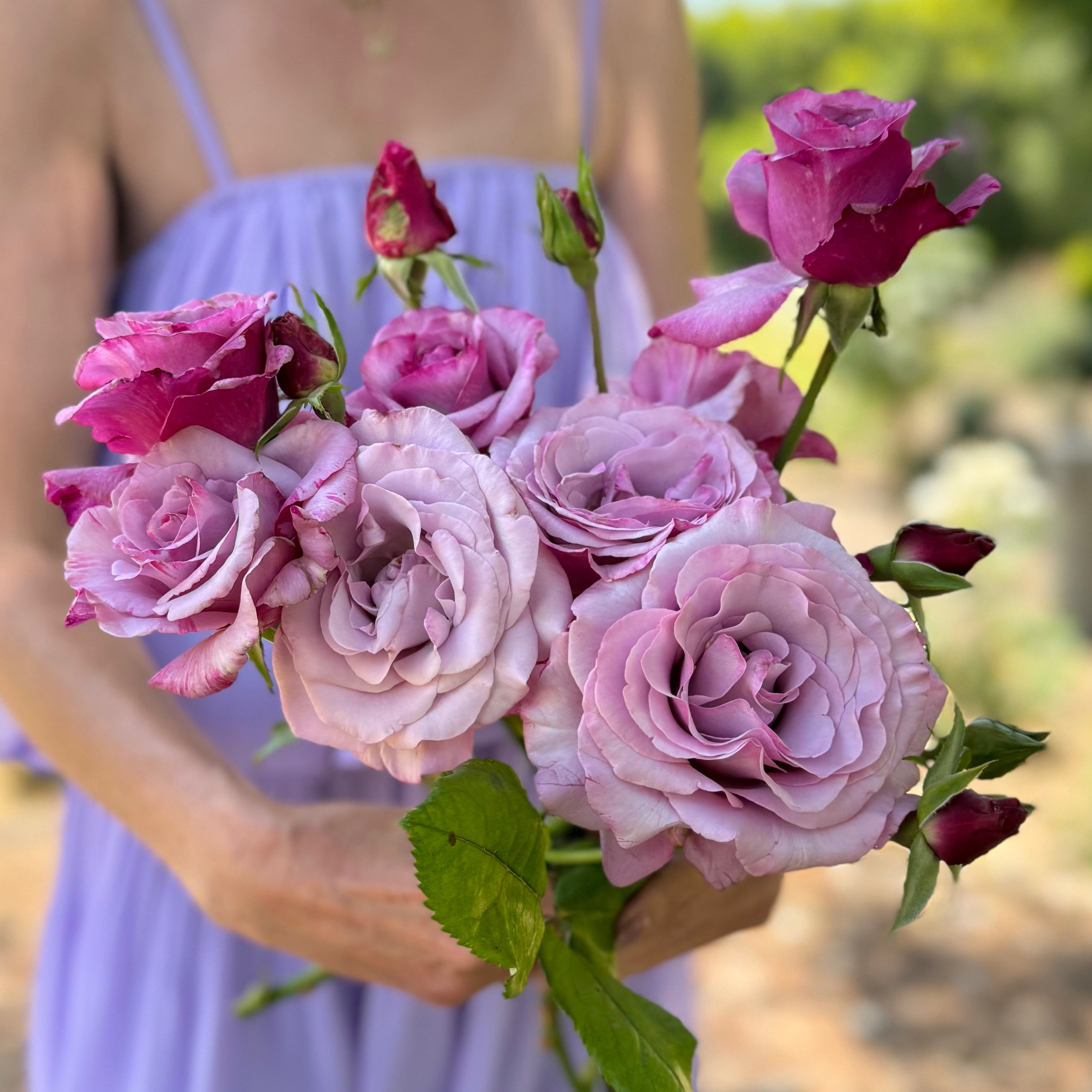 Neptune™ Potted Tree Rose