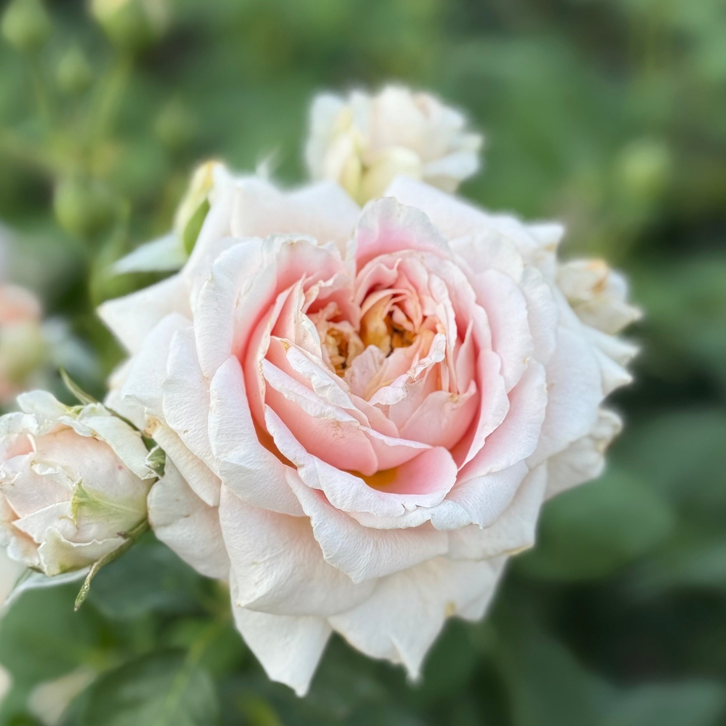 Fun in the Sun™ Potted Tree Rose