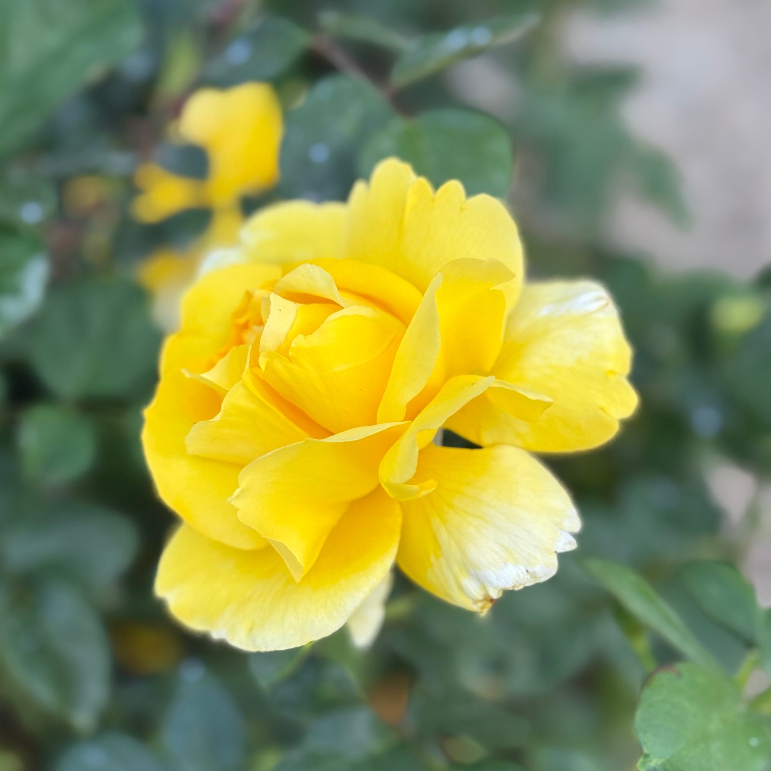 Gina Lollobrigida   Bare Root Rose Bush