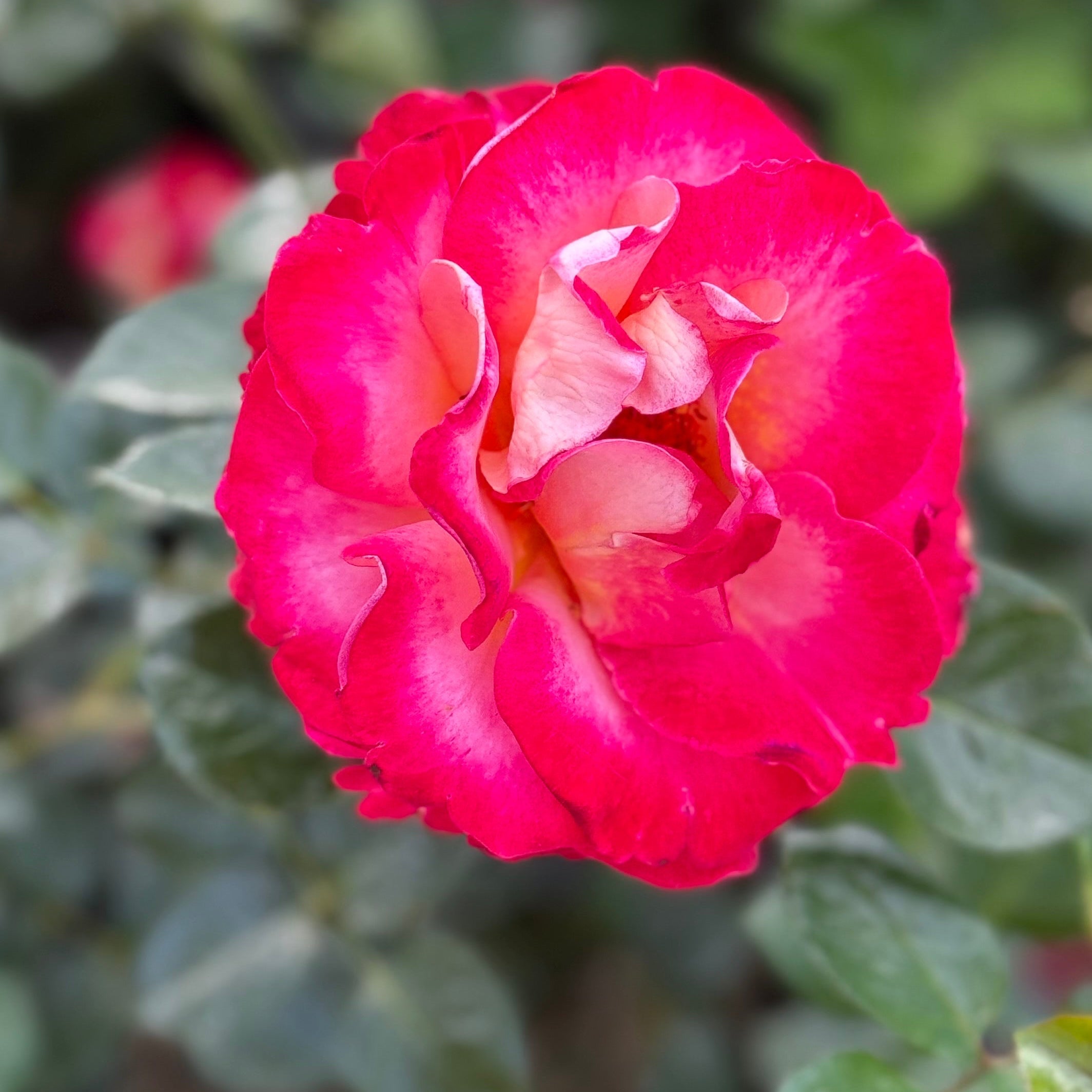 Dick Clark™ Potted Rose Bush