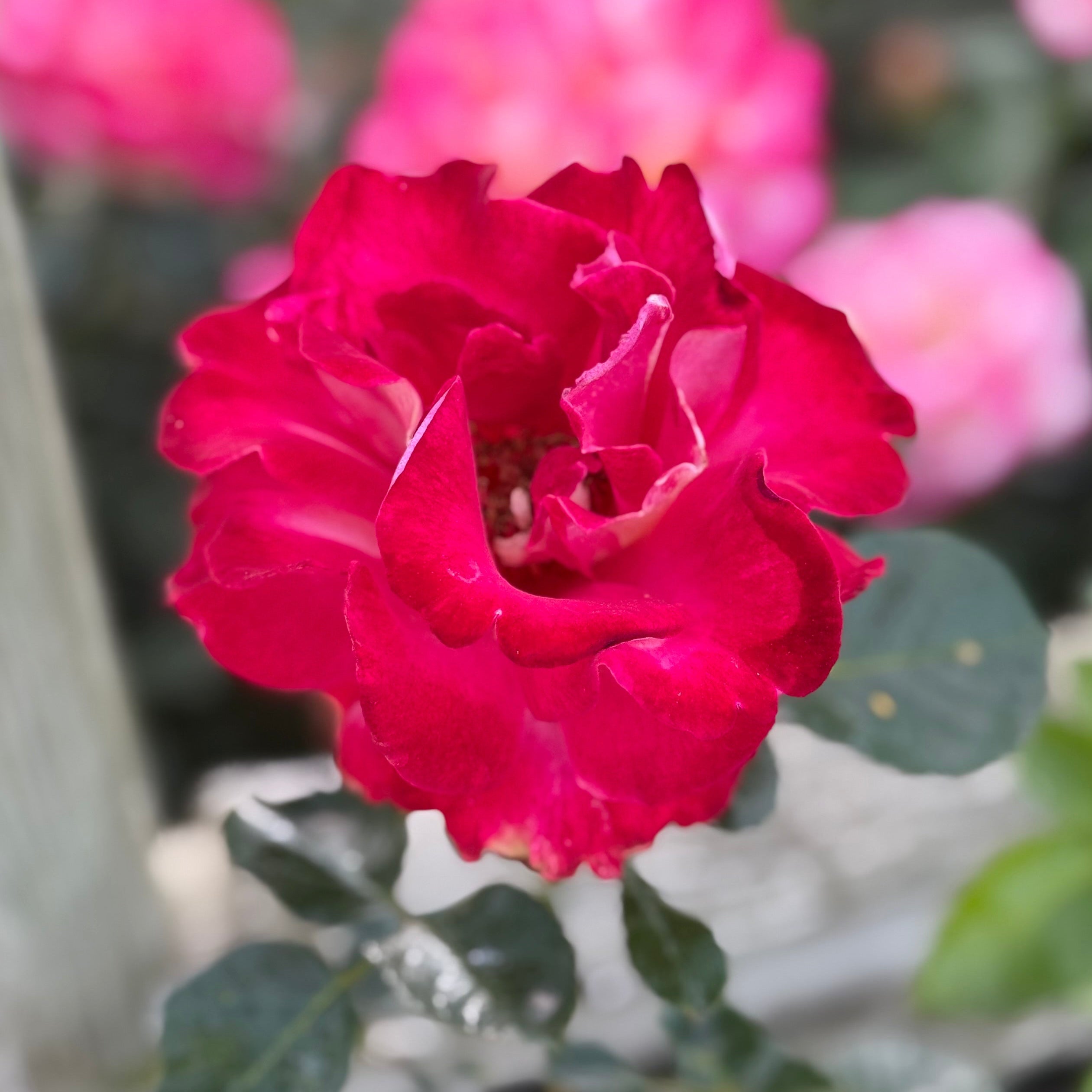 Dick Clark™ Potted Rose Bush