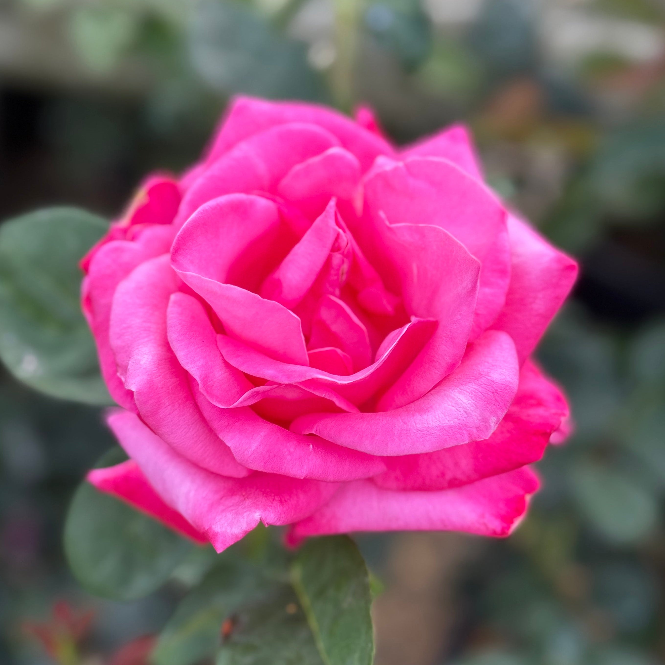 Elizabeth Taylor™ Potted Rose Bush
