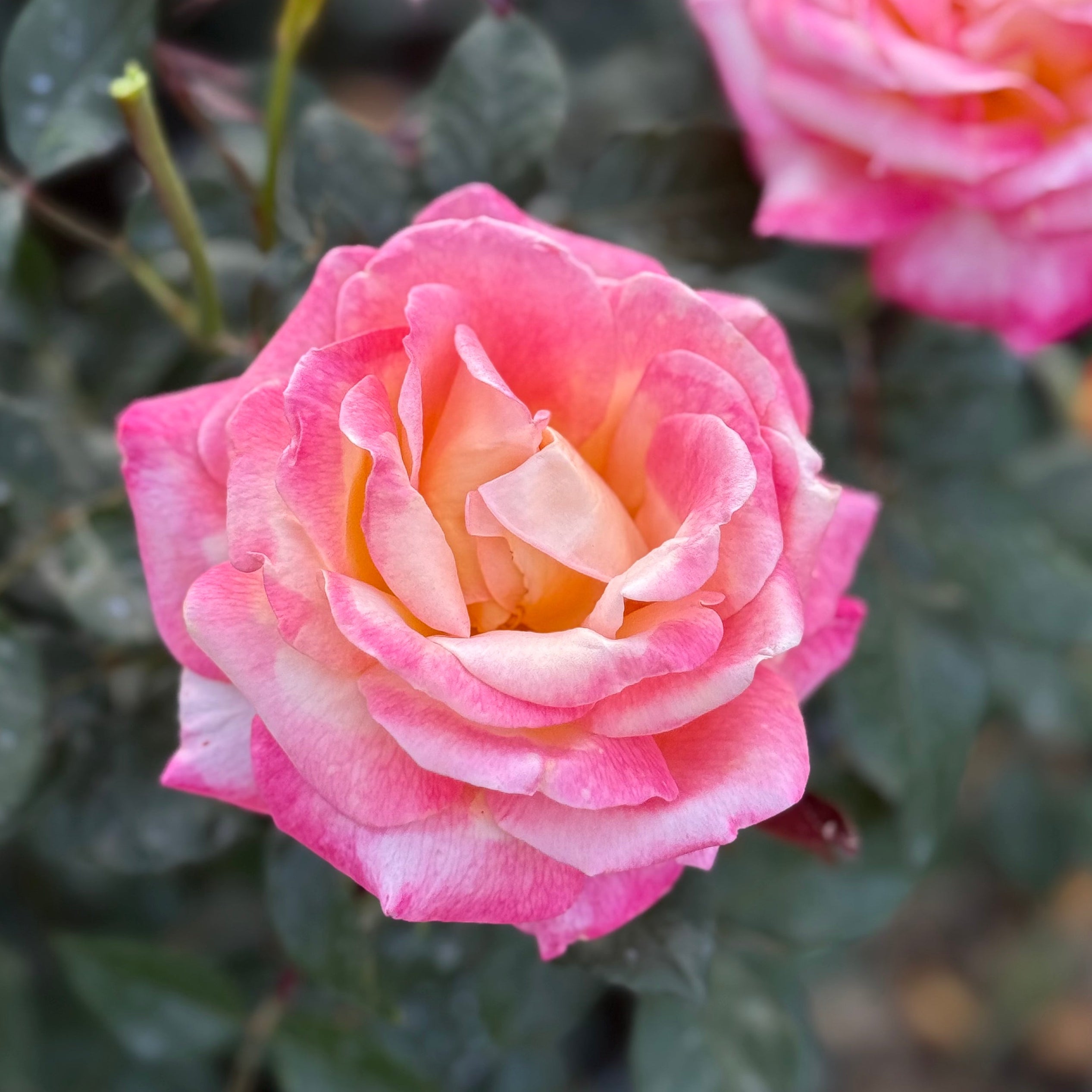 Enchanted Peace™ Potted Rose Bush