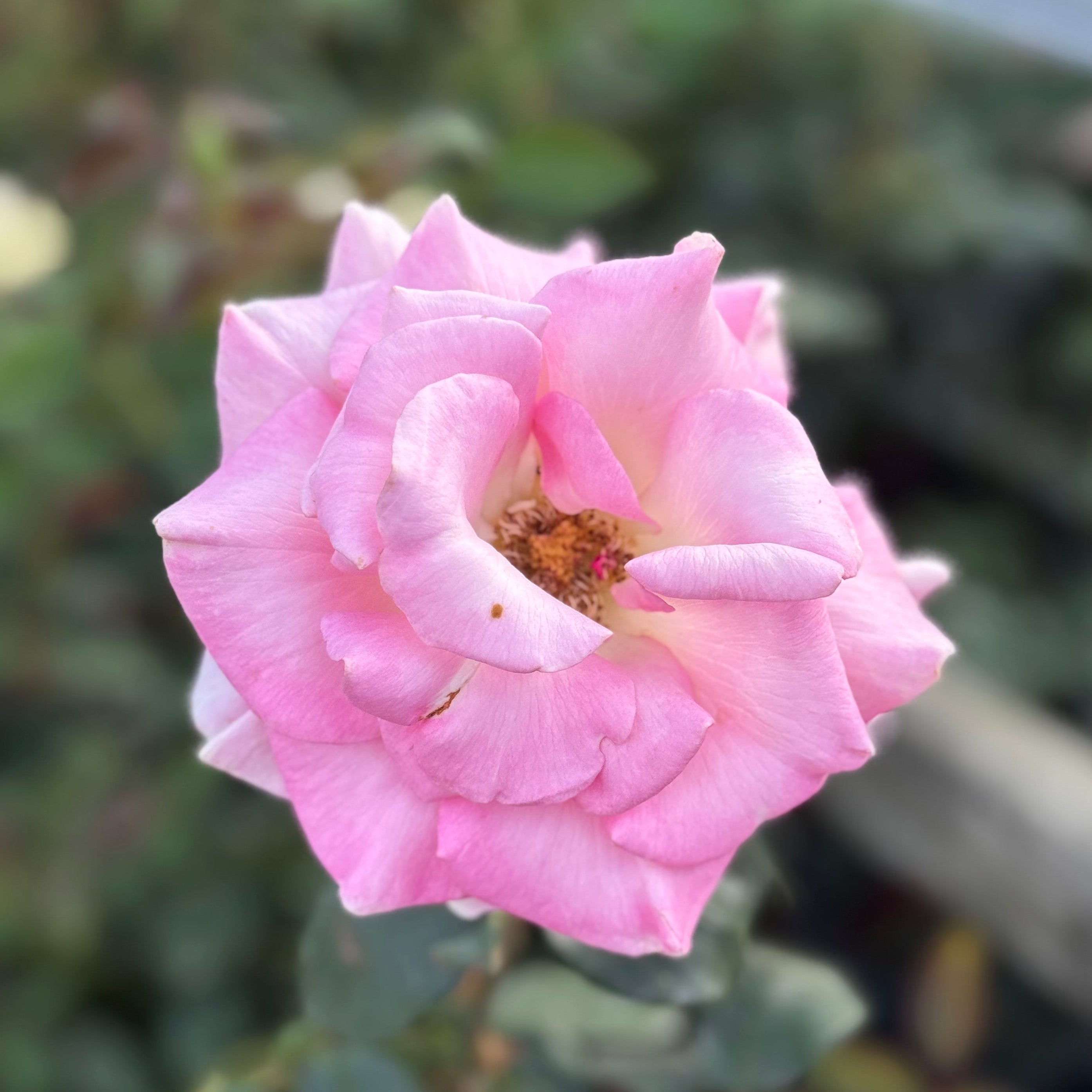 Falling in Love ™ Potted Tree Rose