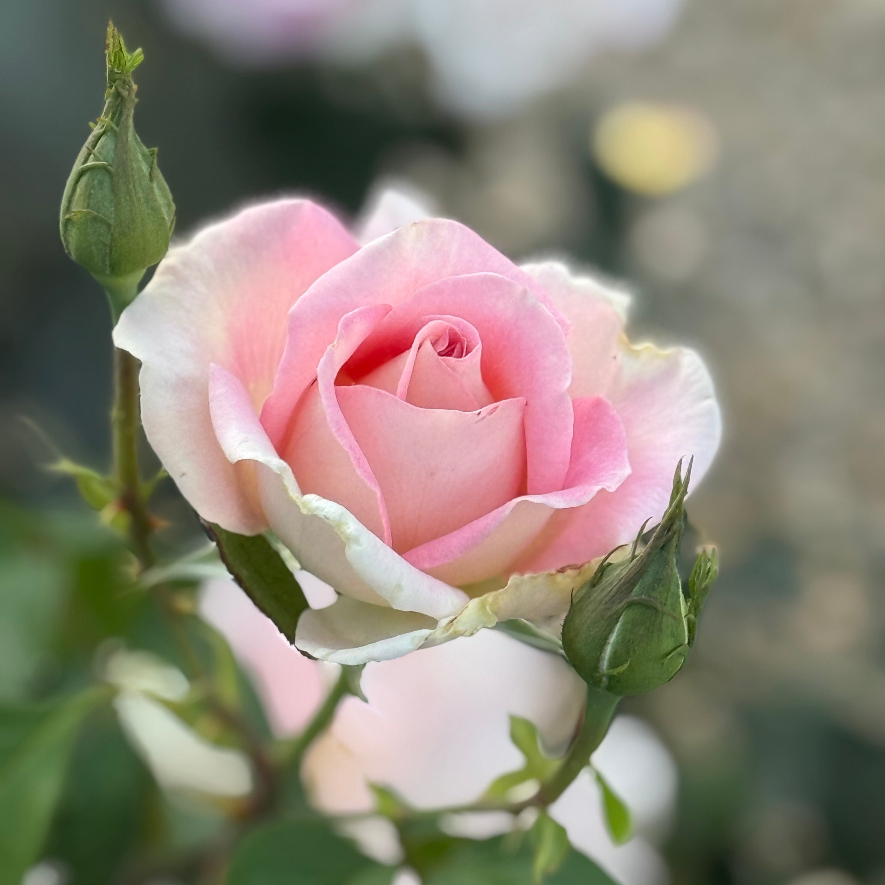 Falling in Love ™ Potted Tree Rose