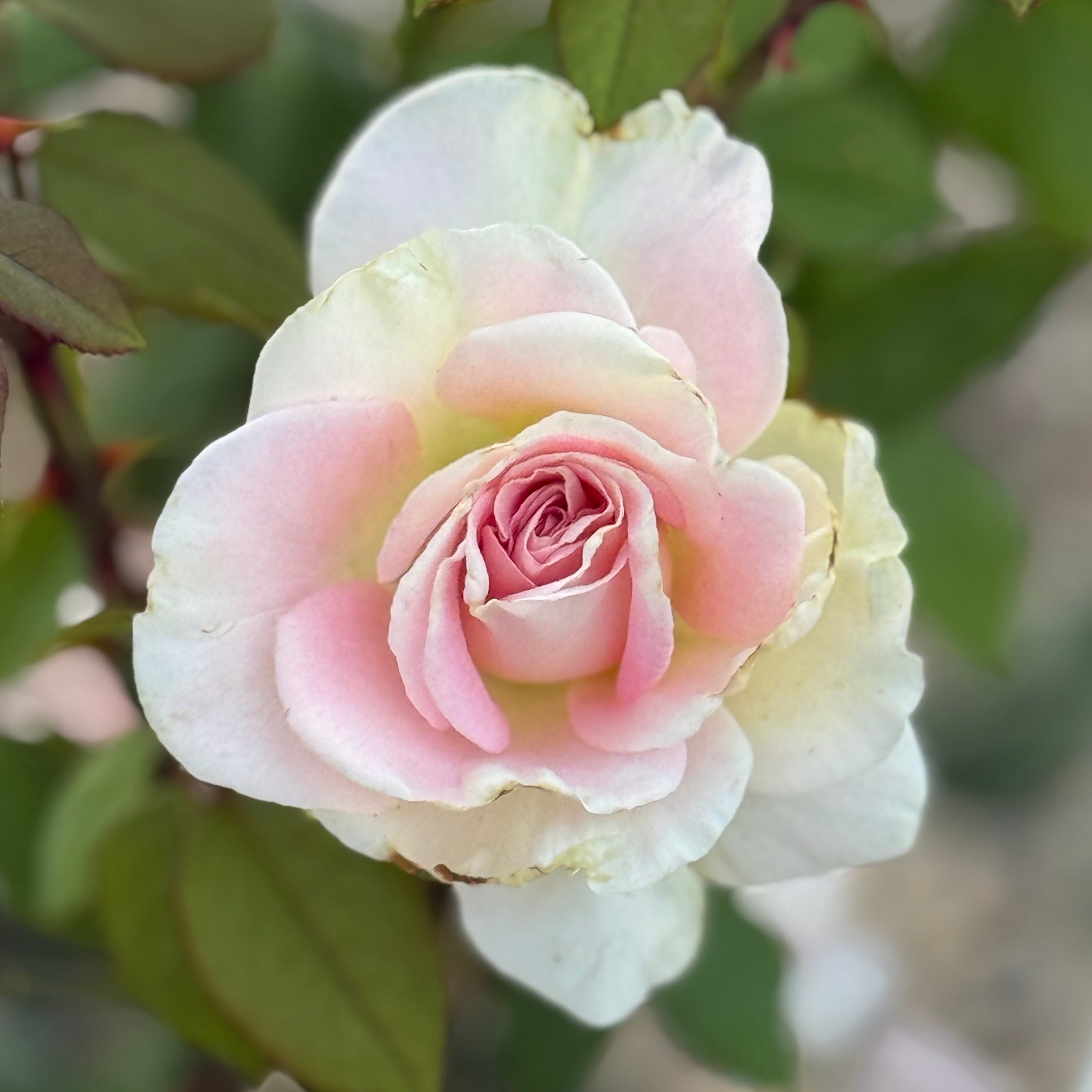 Falling in Love ™ Potted Tree Rose