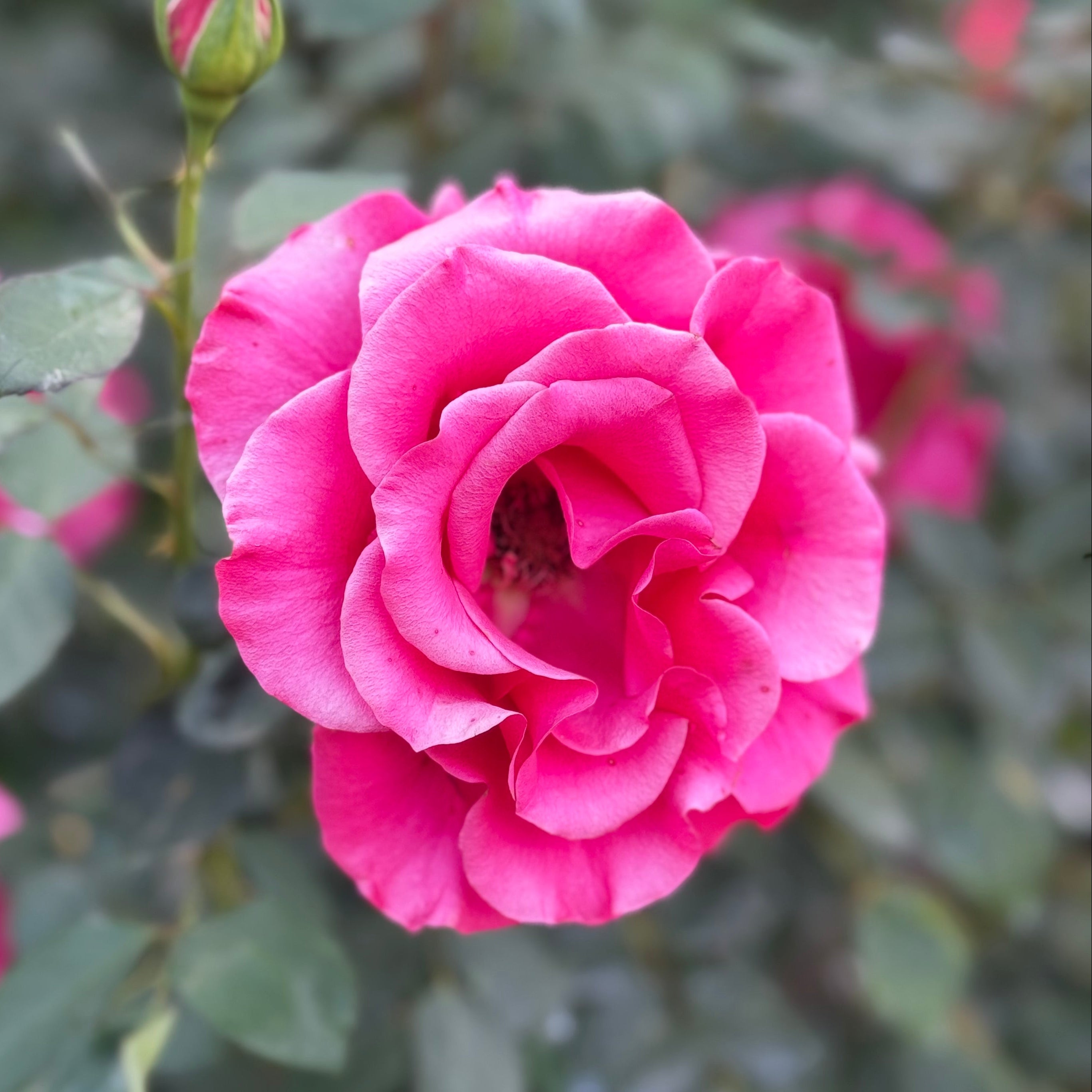 Fame!™ Potted Tree Rose