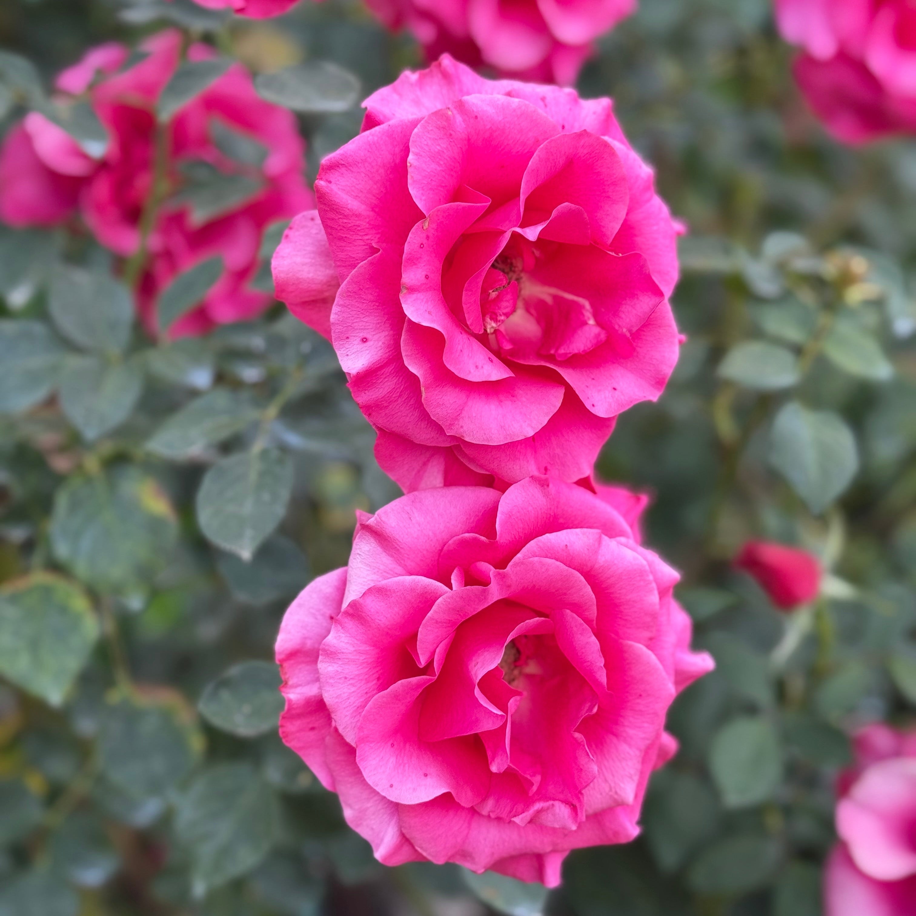 Fame!™ Potted Tree Rose