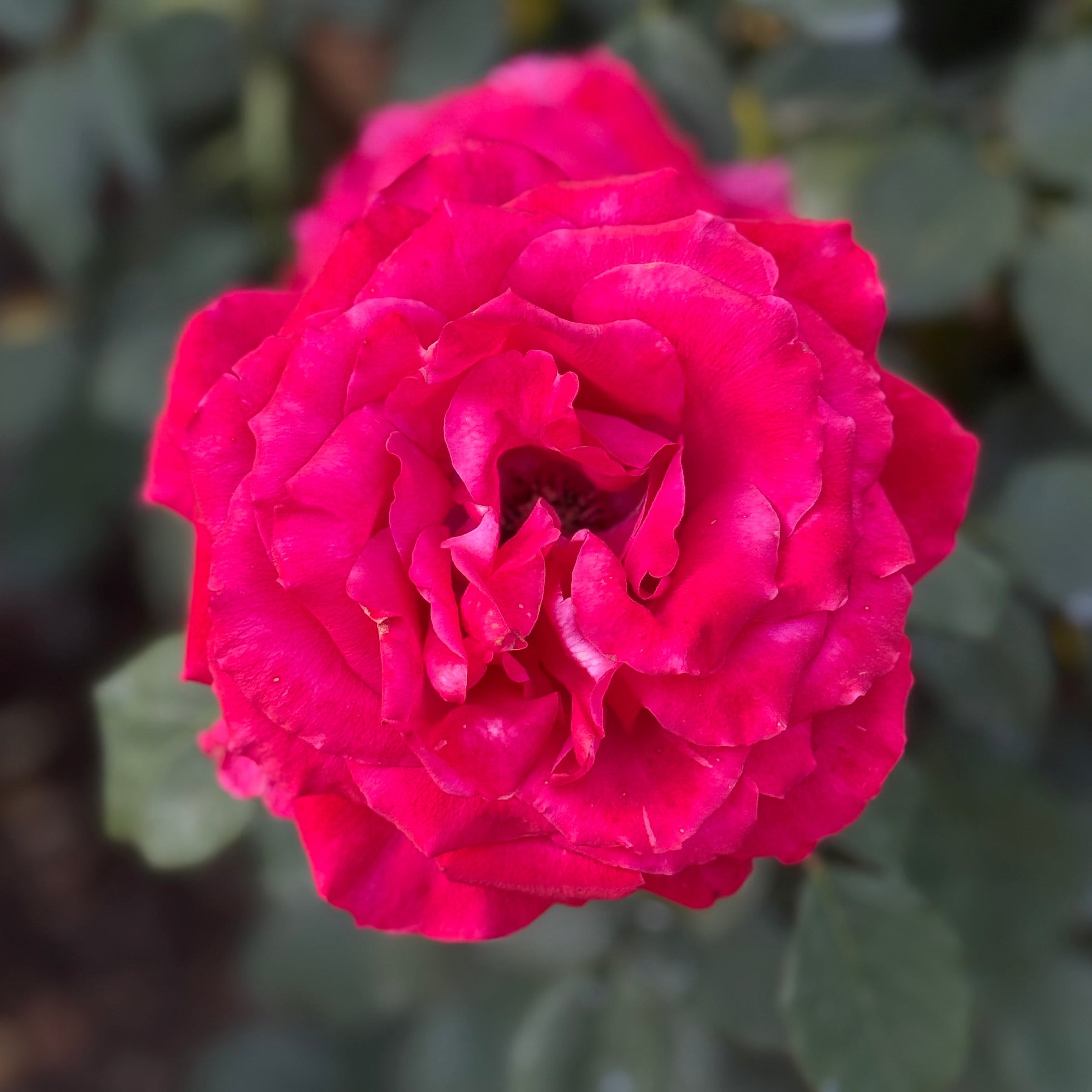 Olympiad™  Potted Tree Rose