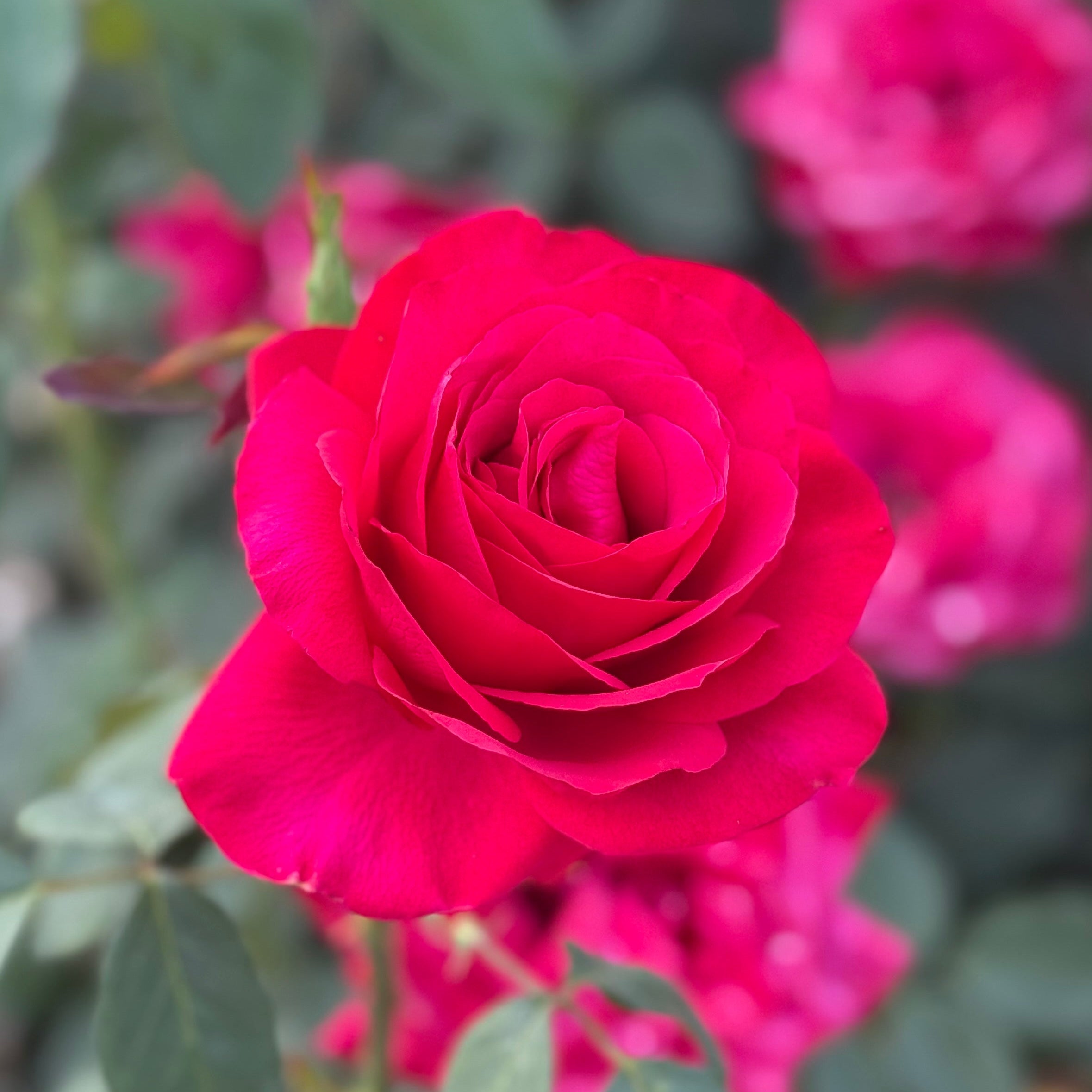 Olympiad™  Potted Tree Rose