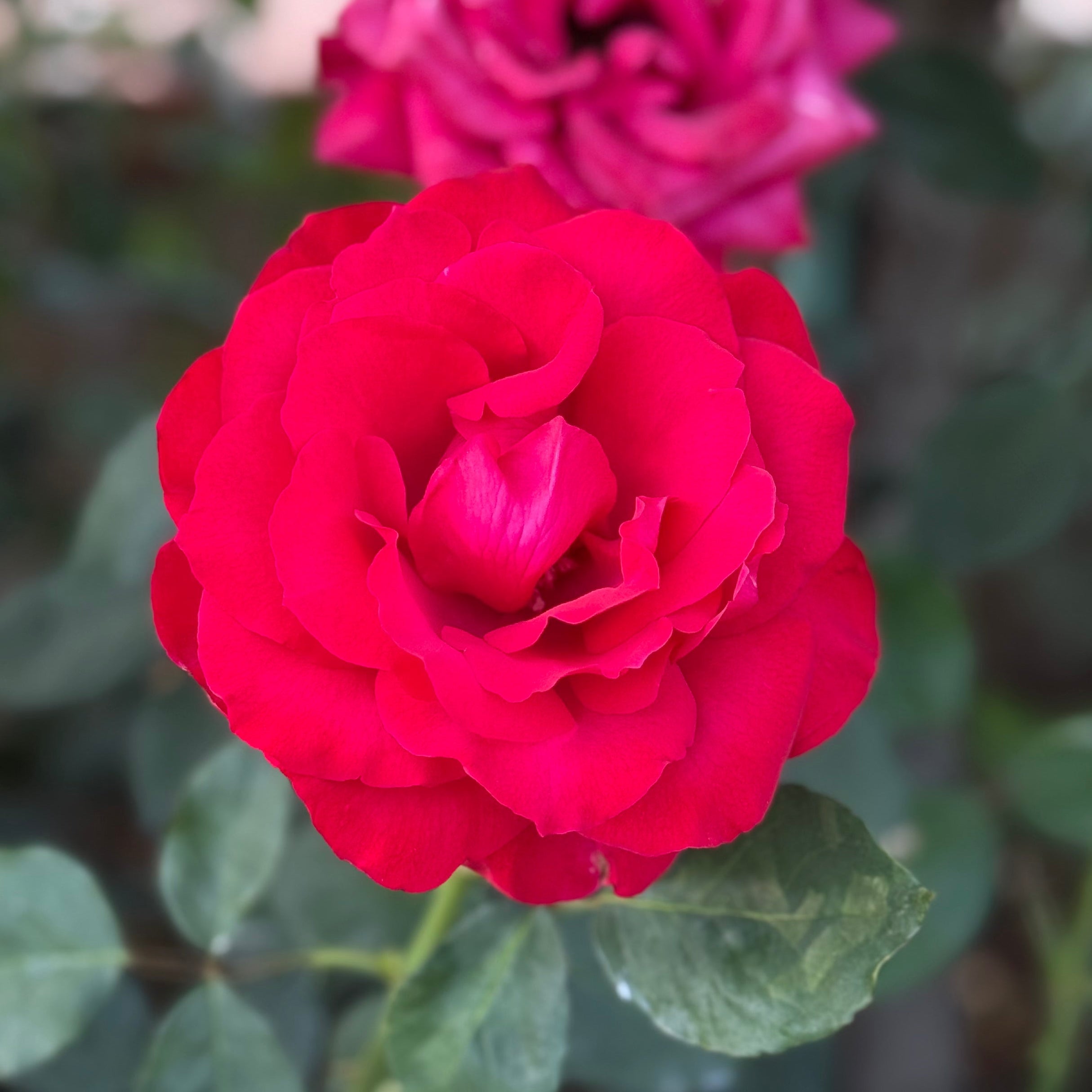 Olympiad™ Potted Rose Bush