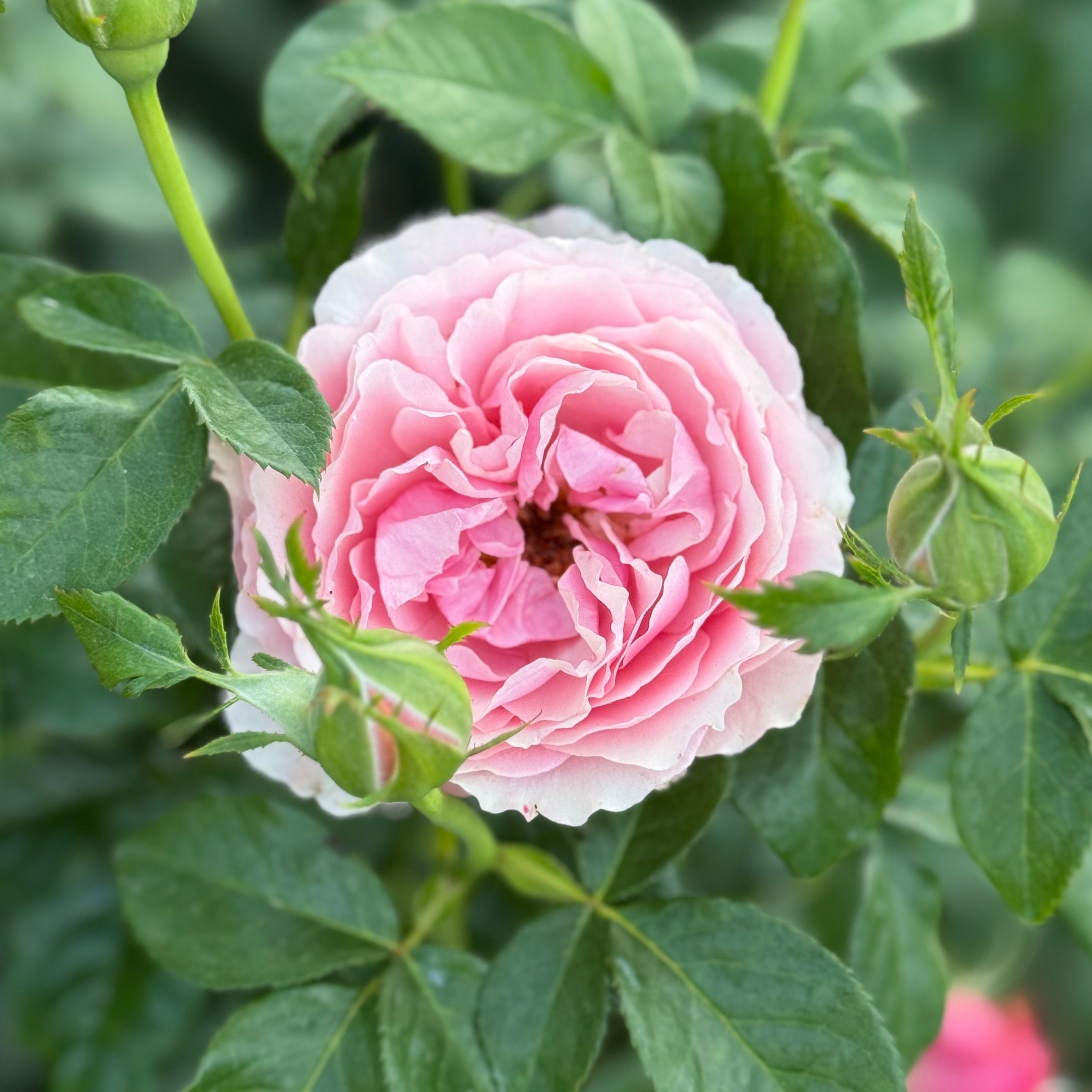 All Dressed Up™ Potted Rose Bush