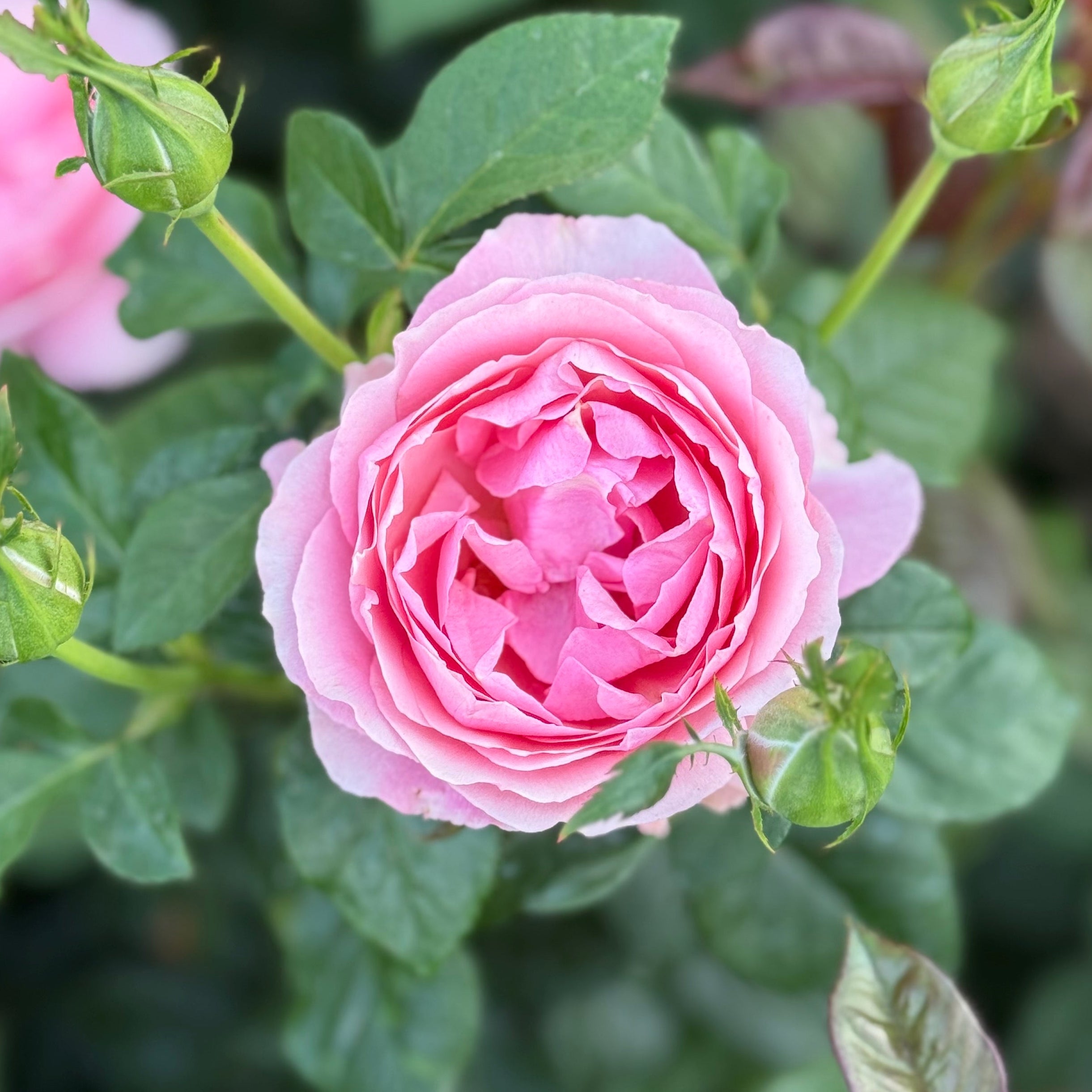 All Dressed Up™ Potted Rose Bush