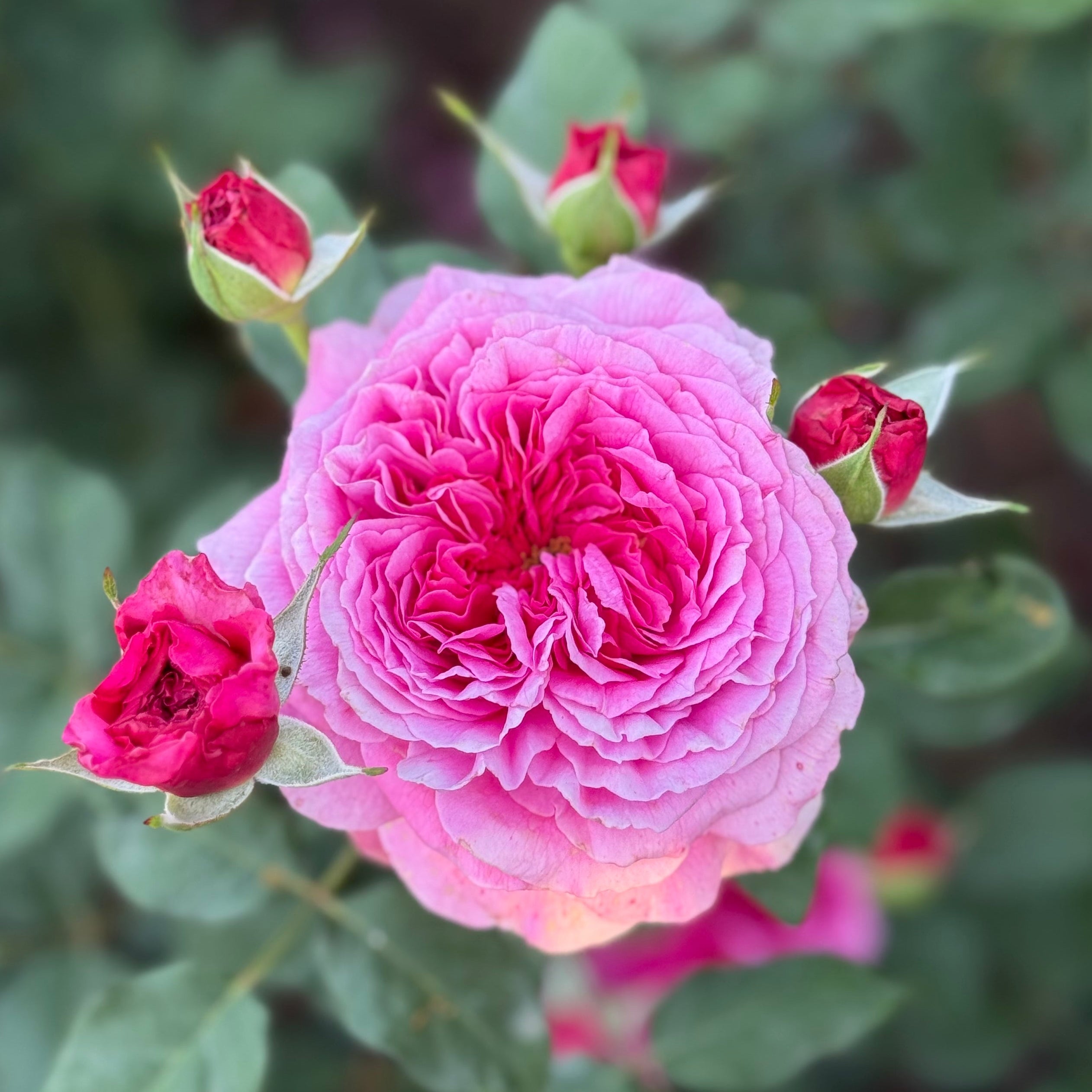 David Austin® Gabriel Oak Potted Rose Bush