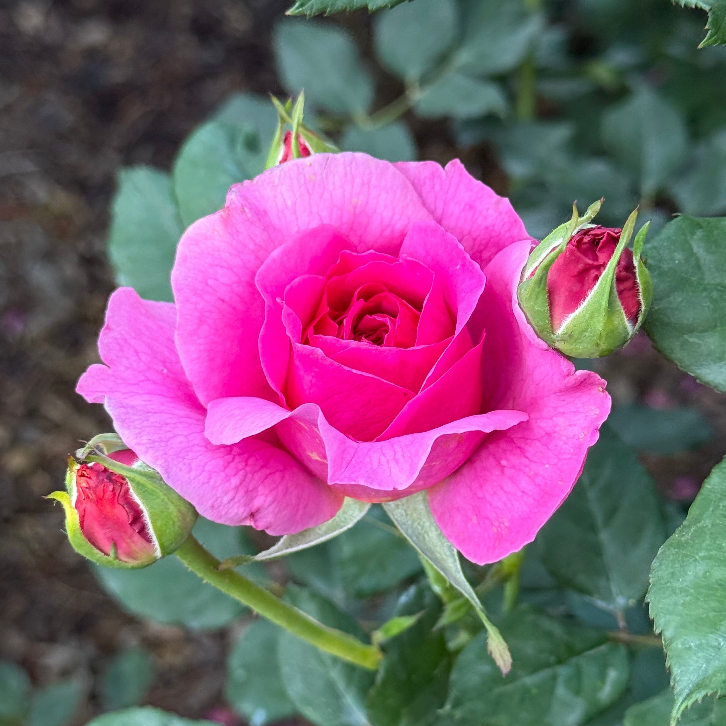 David Austin® Gabriel Oak Potted Rose Bush