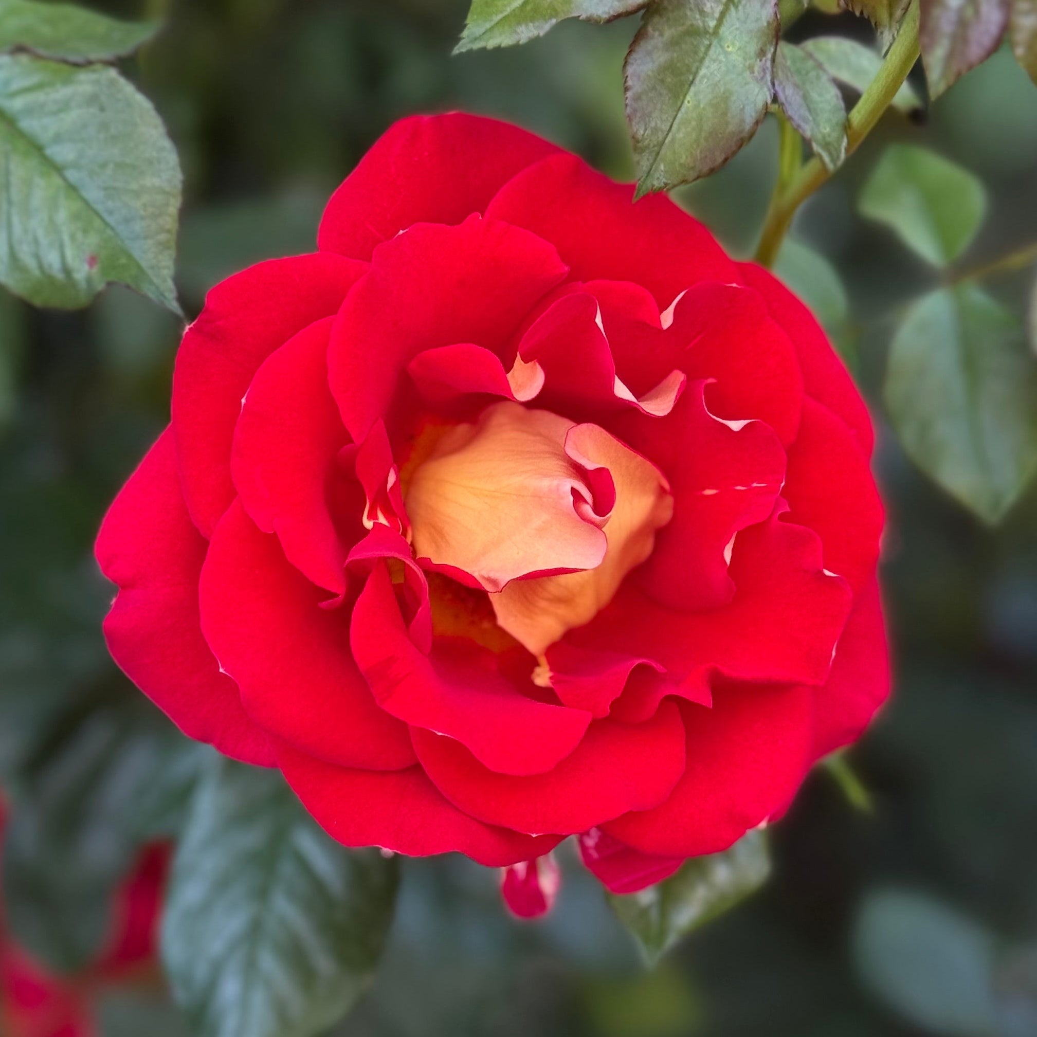 Ketchup and Mustard® Potted Rose Bush