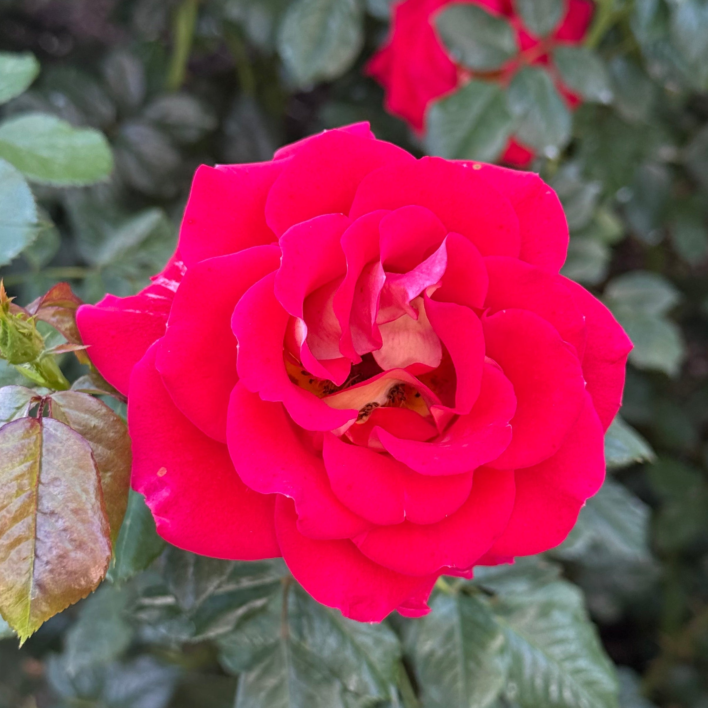 Ketchup and Mustard® Potted Rose Bush