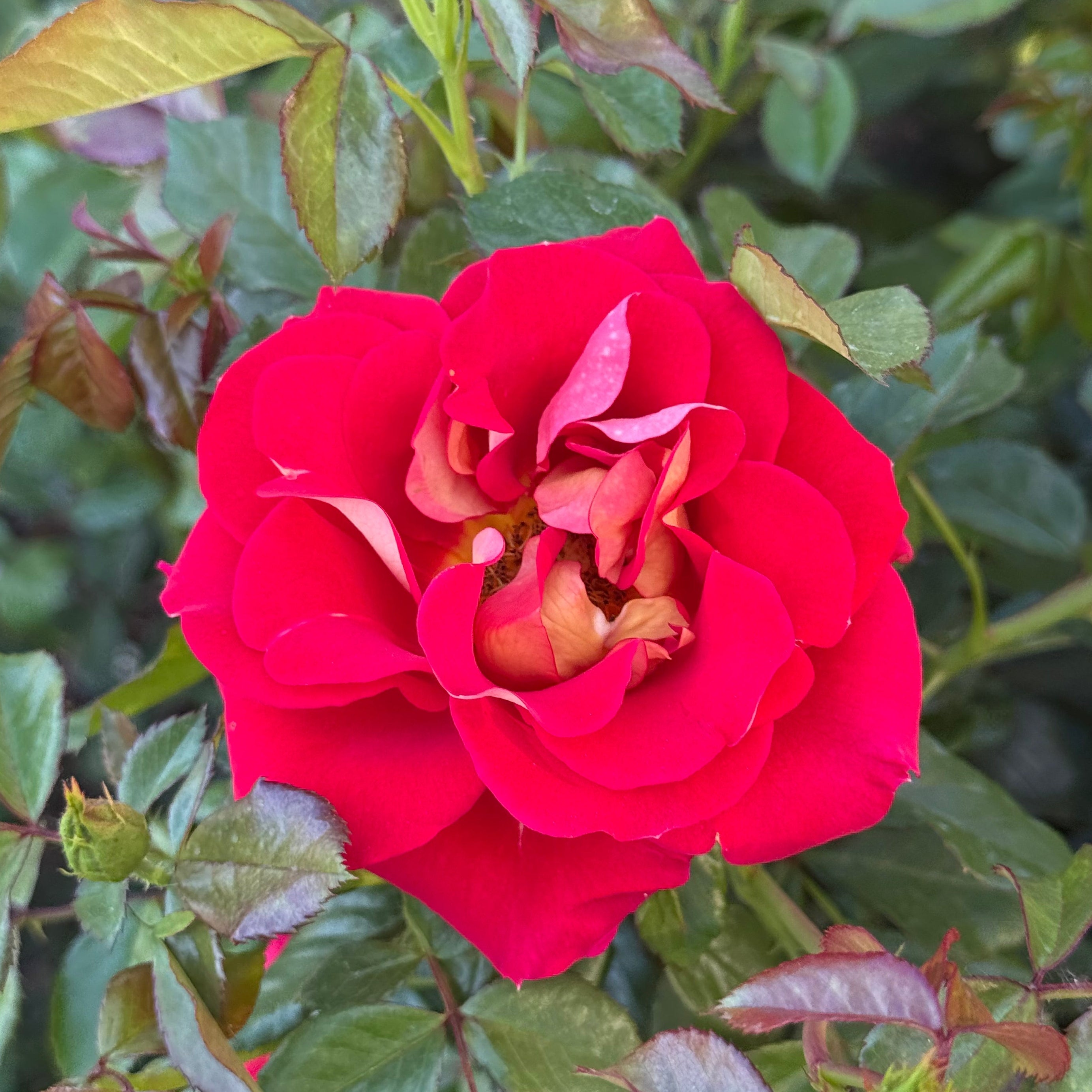Ketchup and Mustard® Potted Rose Bush