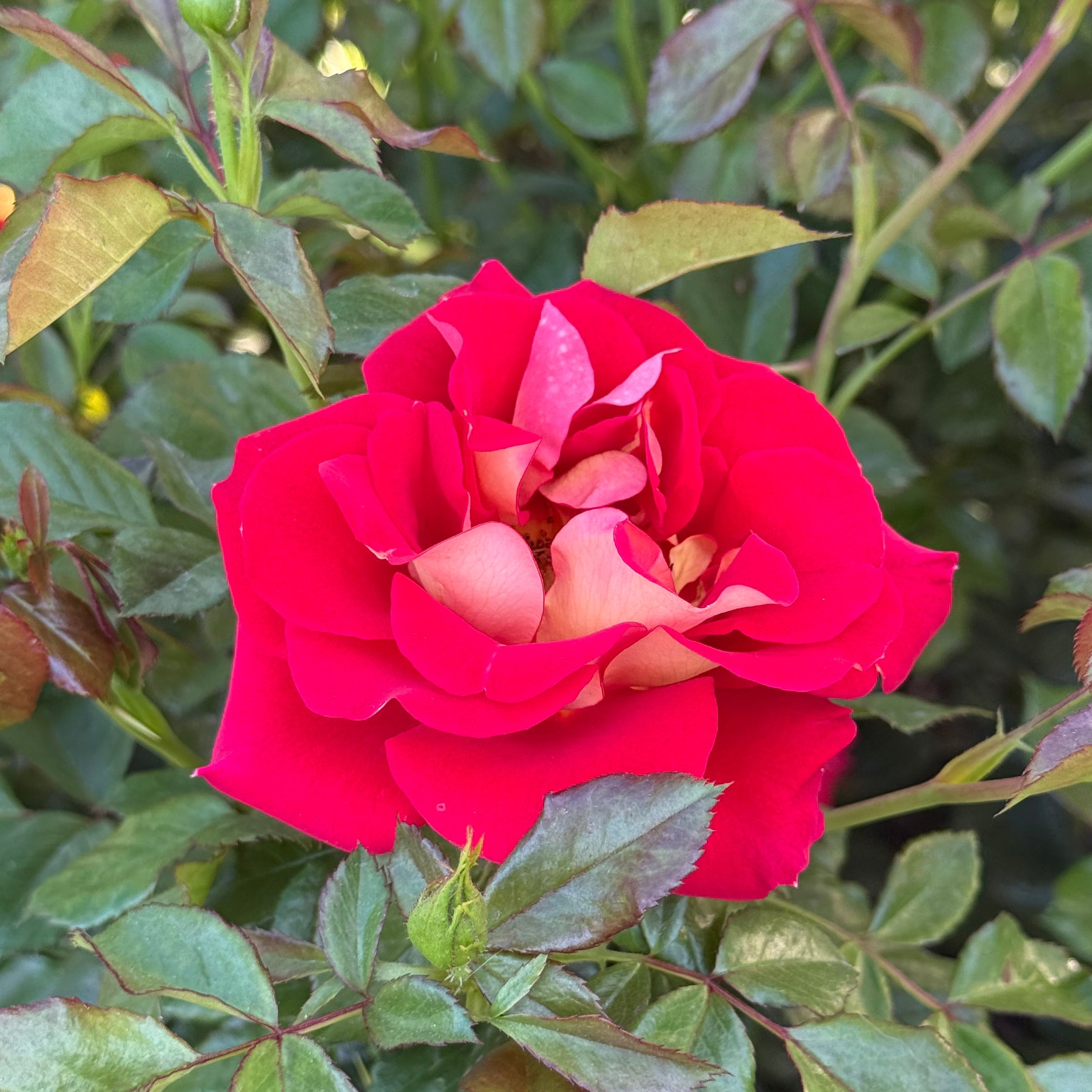 Ketchup and Mustard® Potted Rose Bush