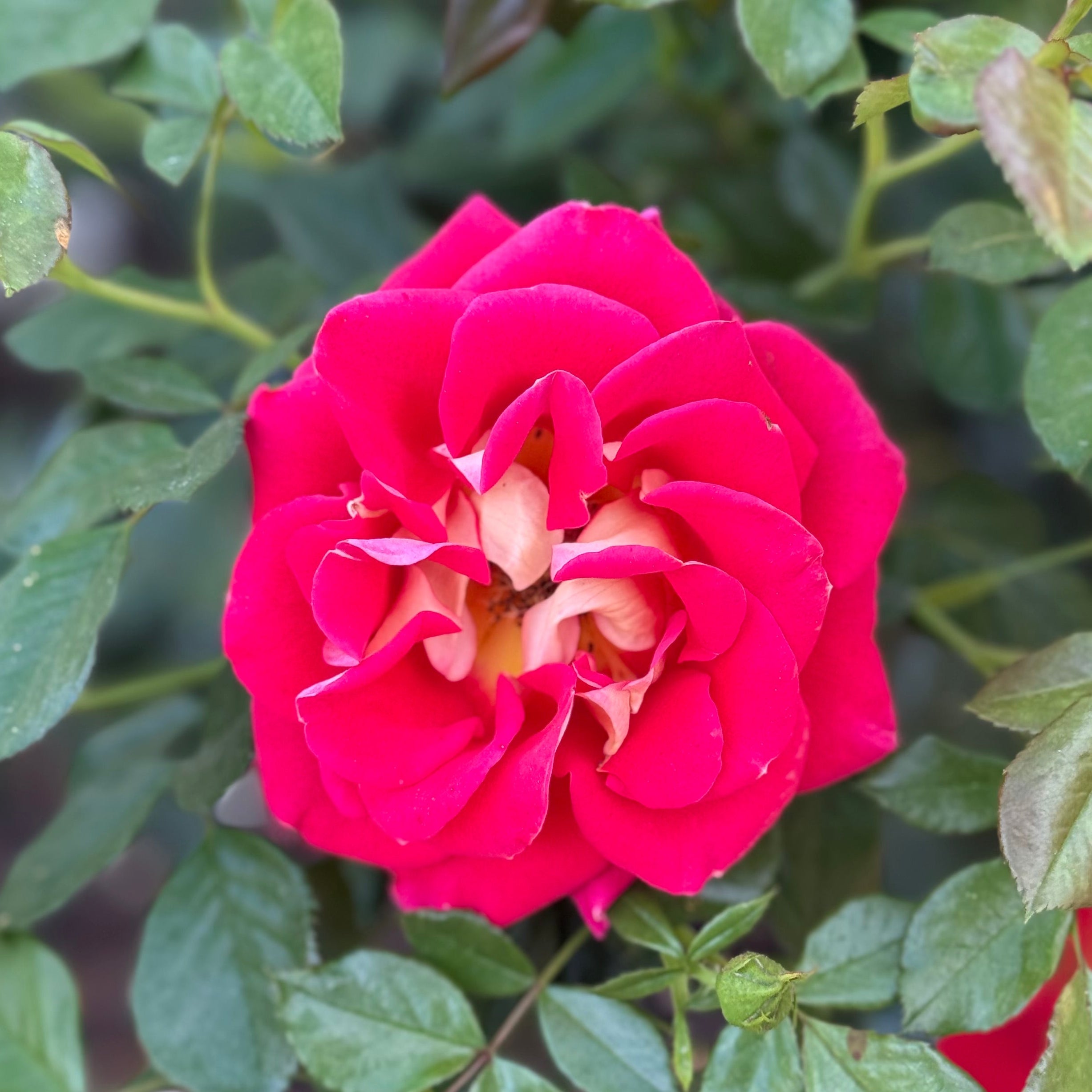 Ketchup and Mustard® Potted Rose Bush