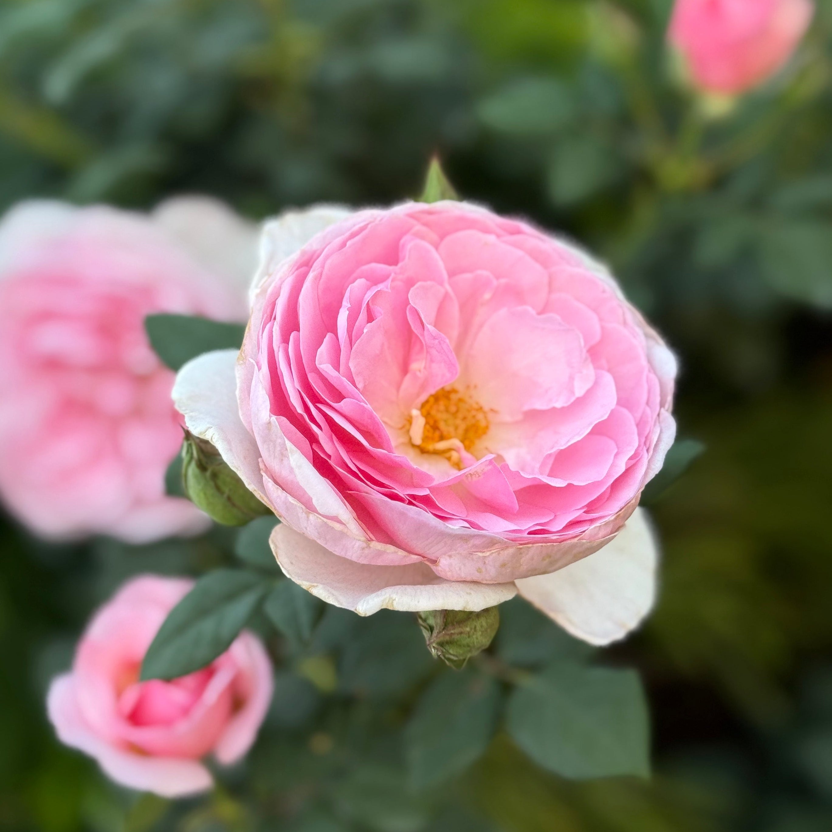 David Austin® The Ancient Mariner® Potted Rose Bush