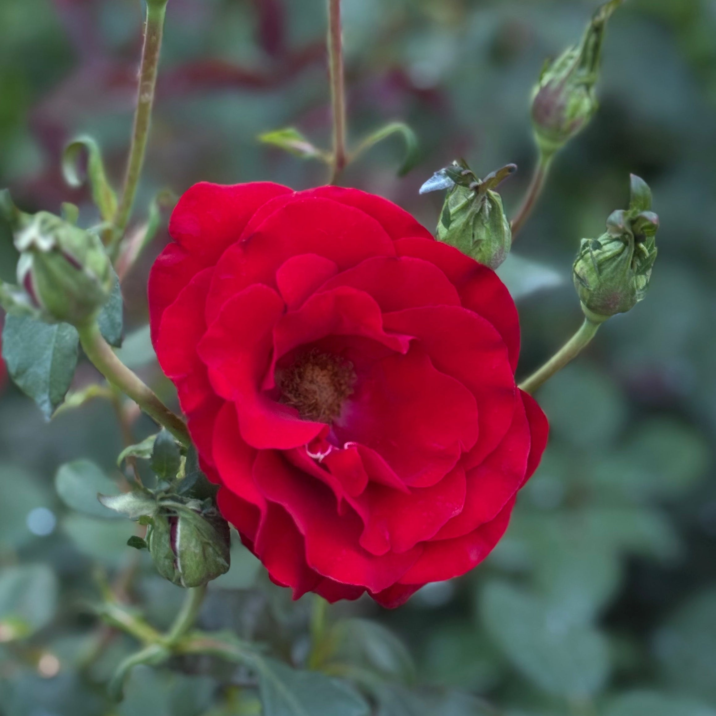 Oh My!® Bare Root Rose Bush