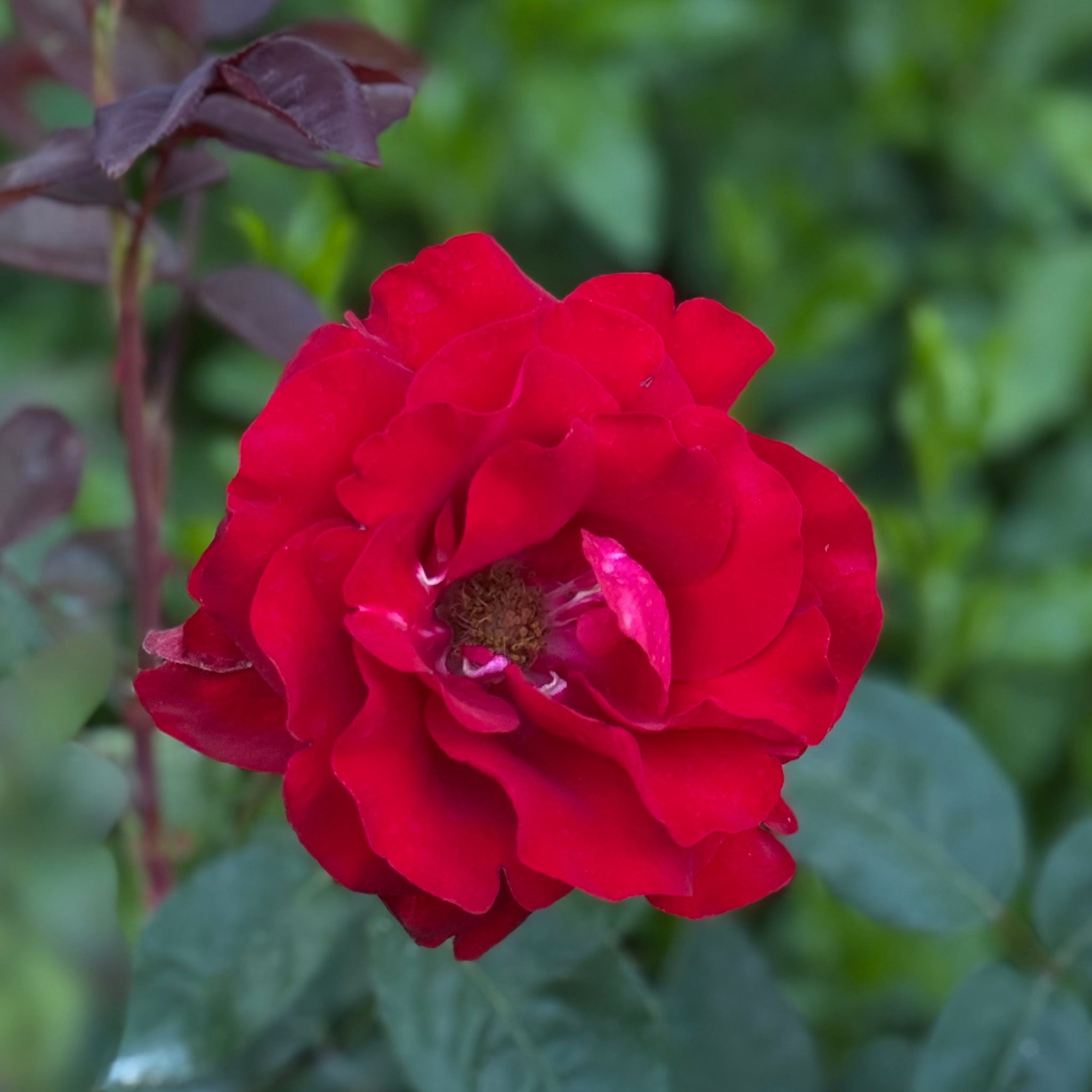 Oh My!® Potted Rose Bush