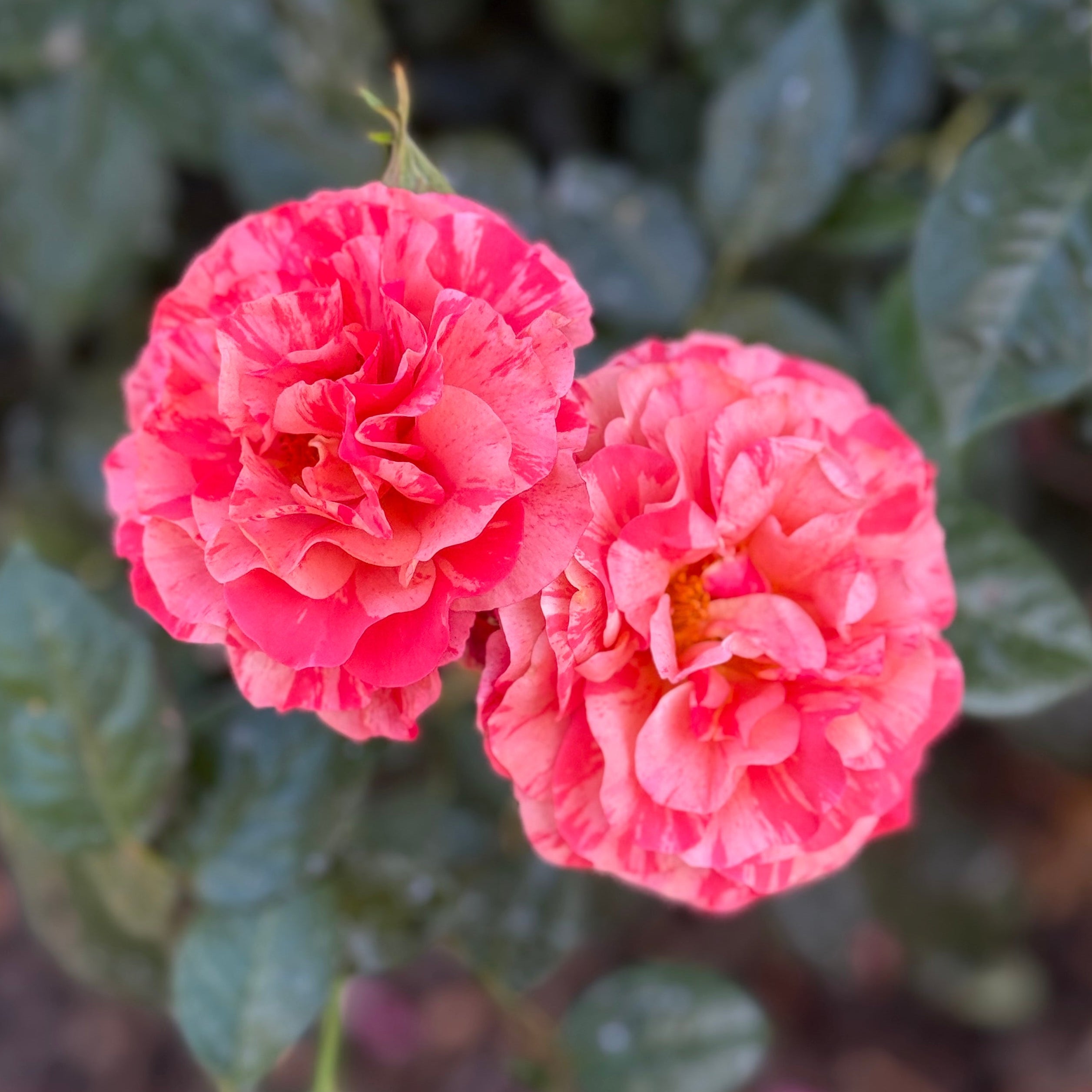 Frida Kahlo® Bare Root Rose Bush